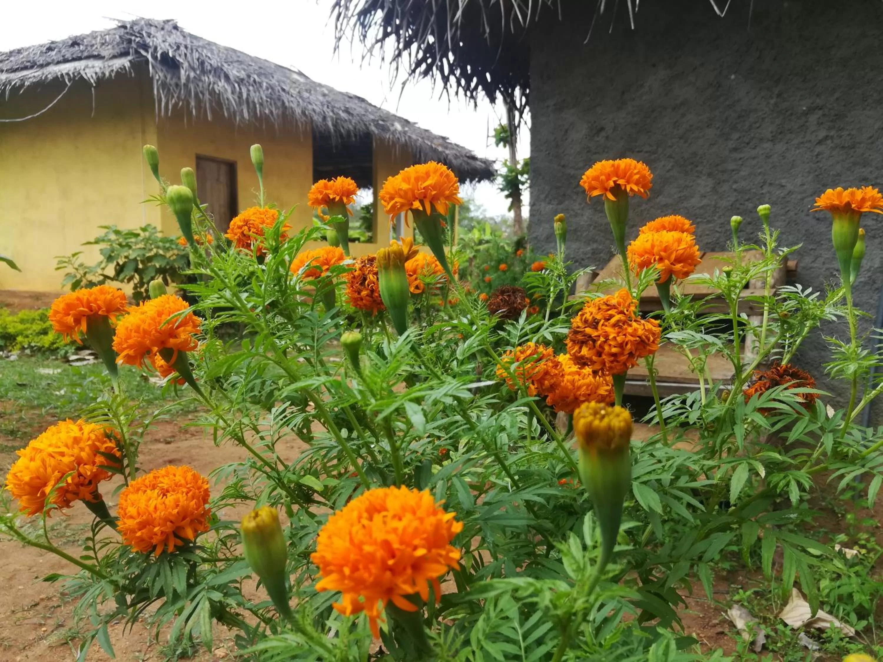 Natural landscape, Garden in Lake Bliss