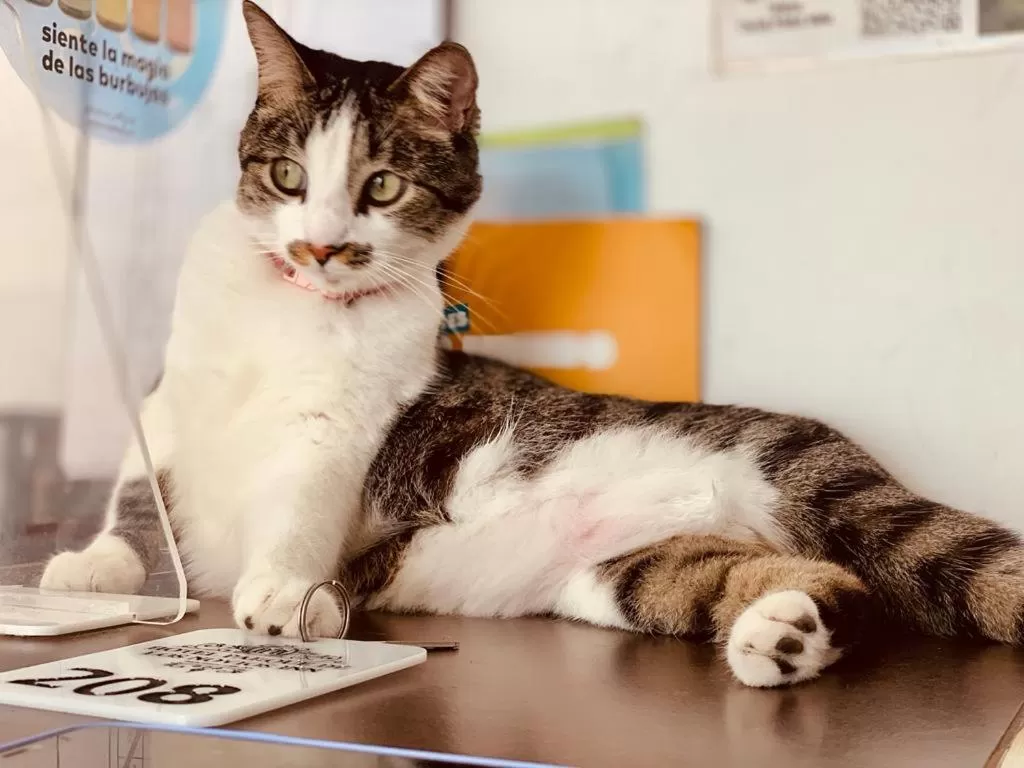 Property building, Pets in Hotel Parque de los Novios Inn