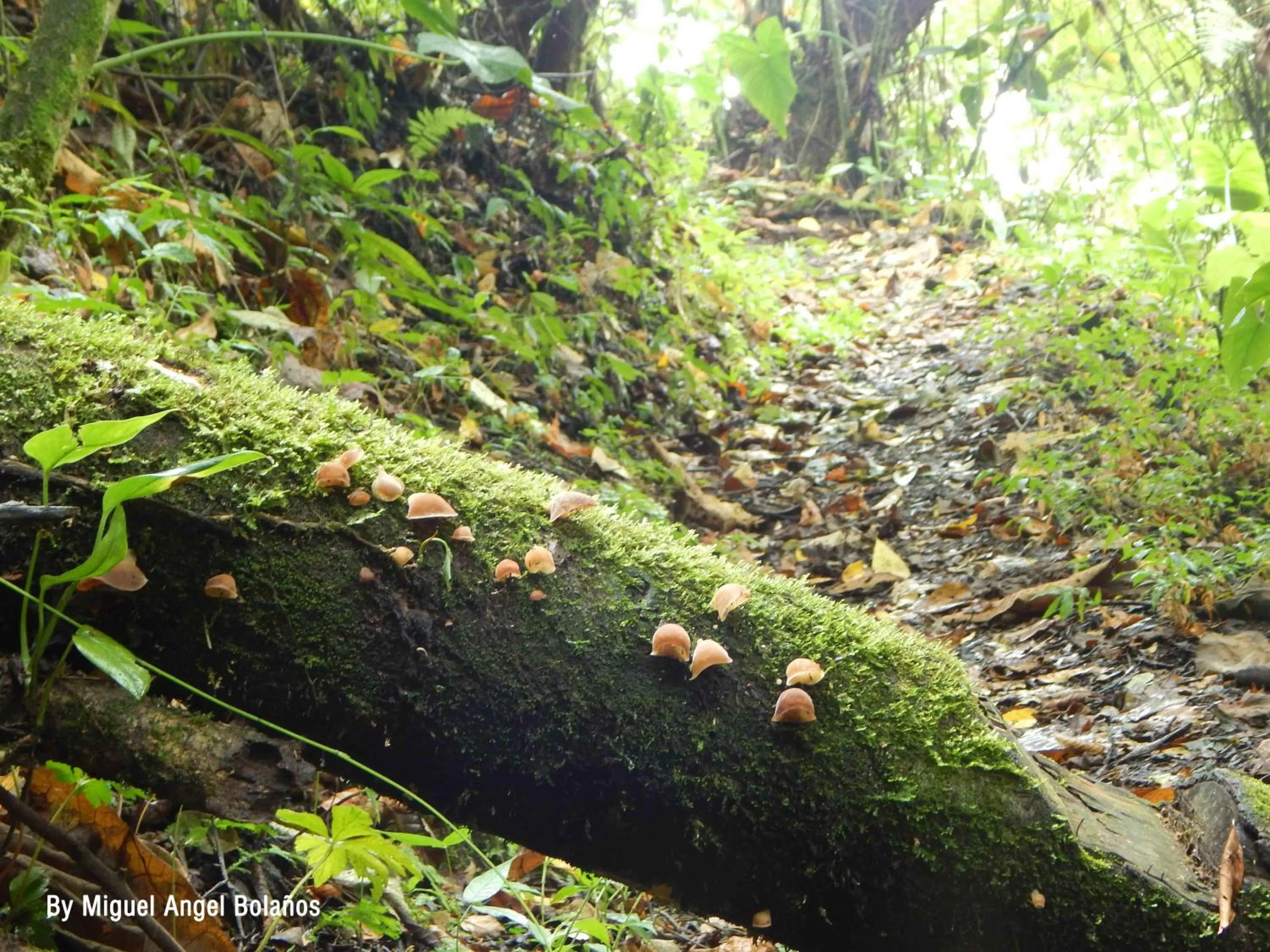 Natural landscape, Other Animals in Eco Lodge La Juanita