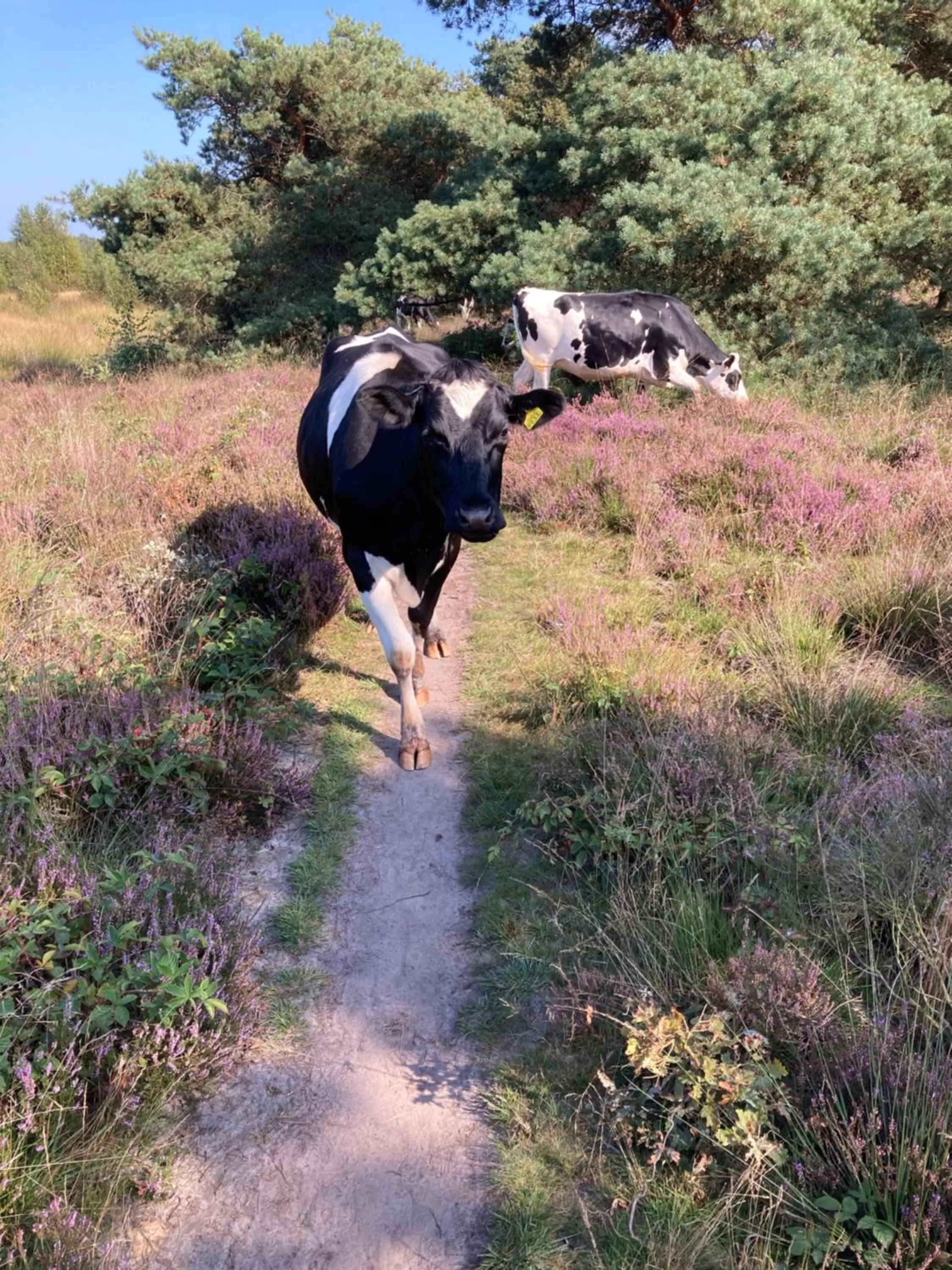 Bed & Breakfast Beilerhorst