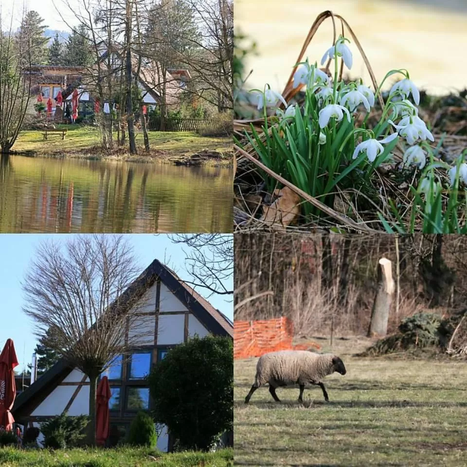 Property building, Other Animals in Landhaus Tonmühle