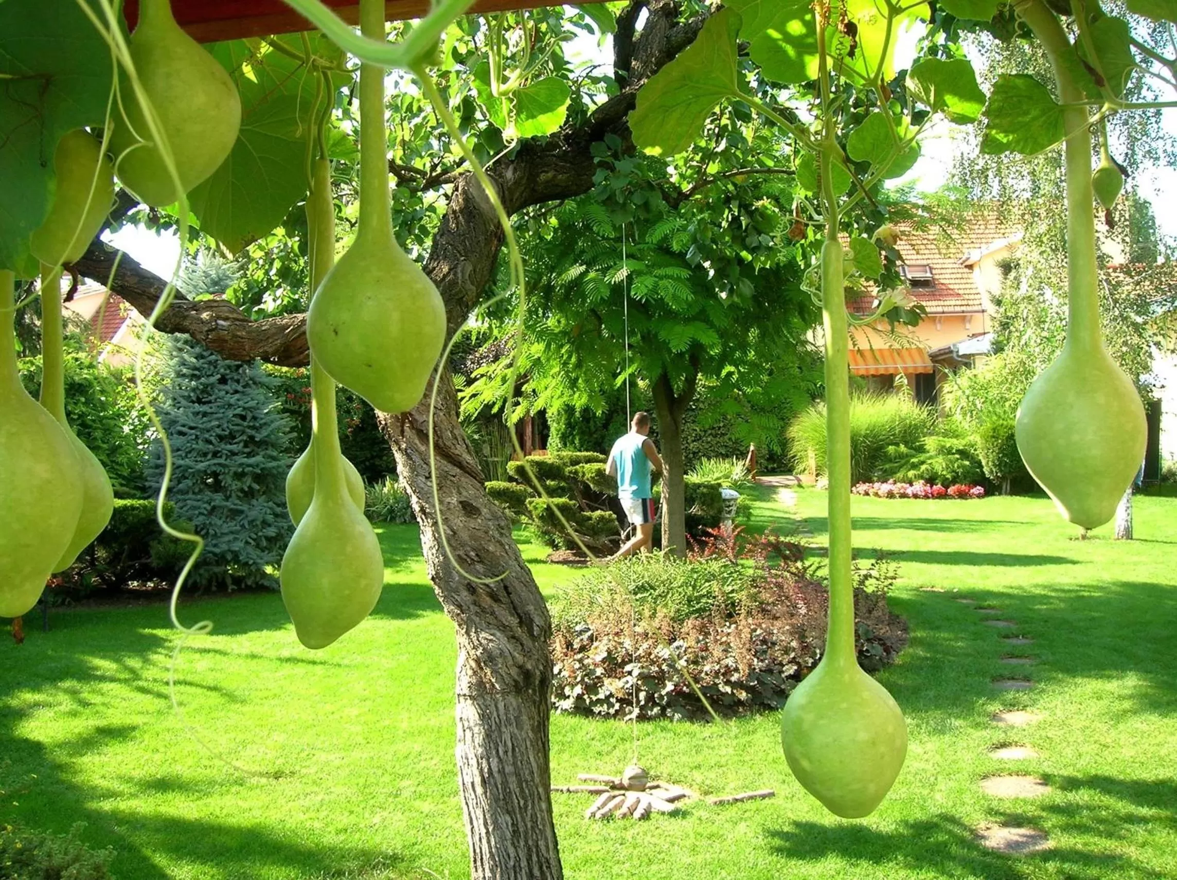 Garden in Green Park Villa