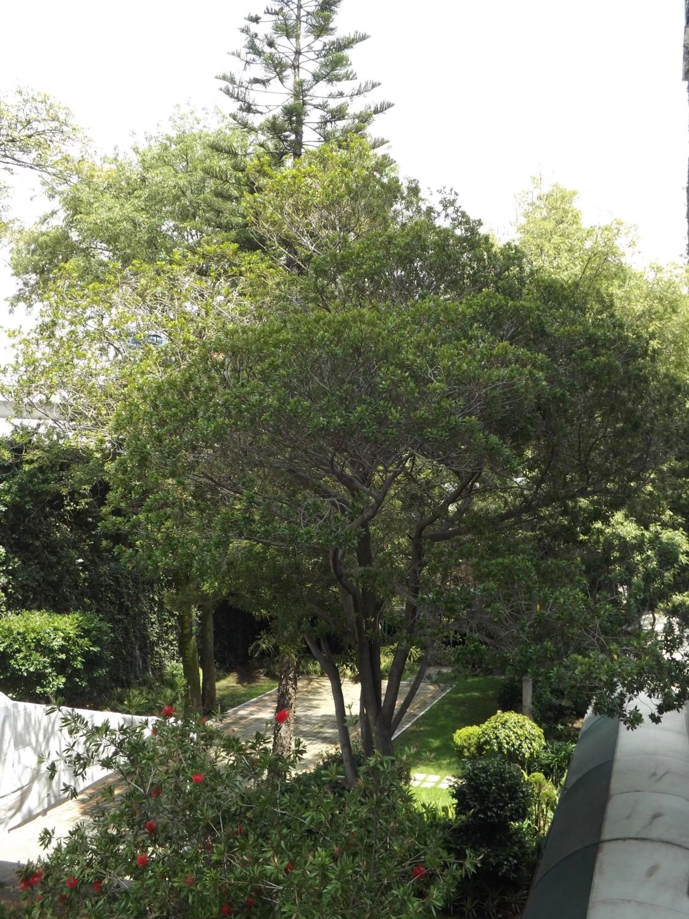 Garden in Pedregal Palace