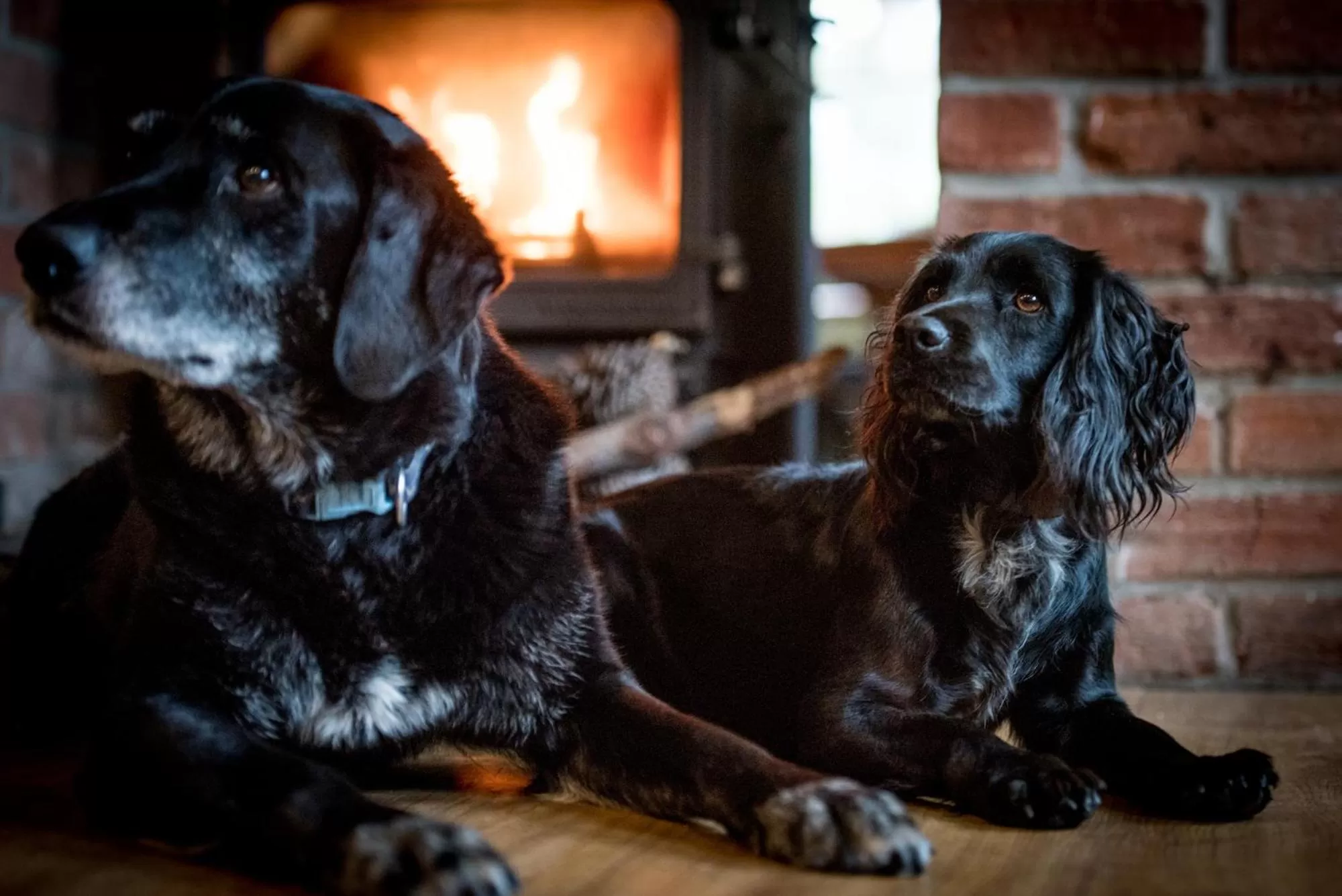 Animals in The Kings Arms Otterton