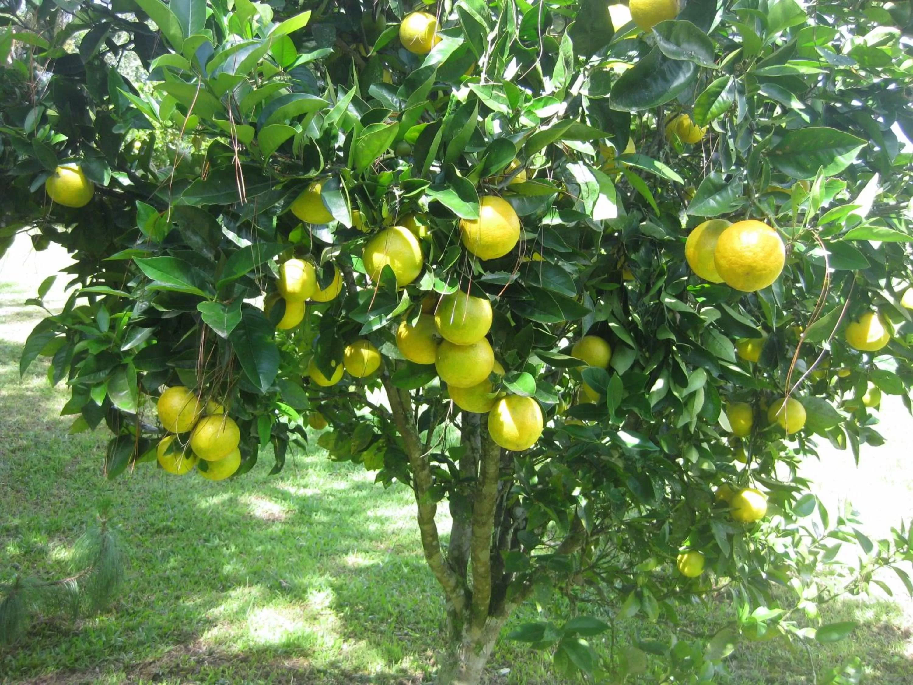 Garden in Finca El Cielo
