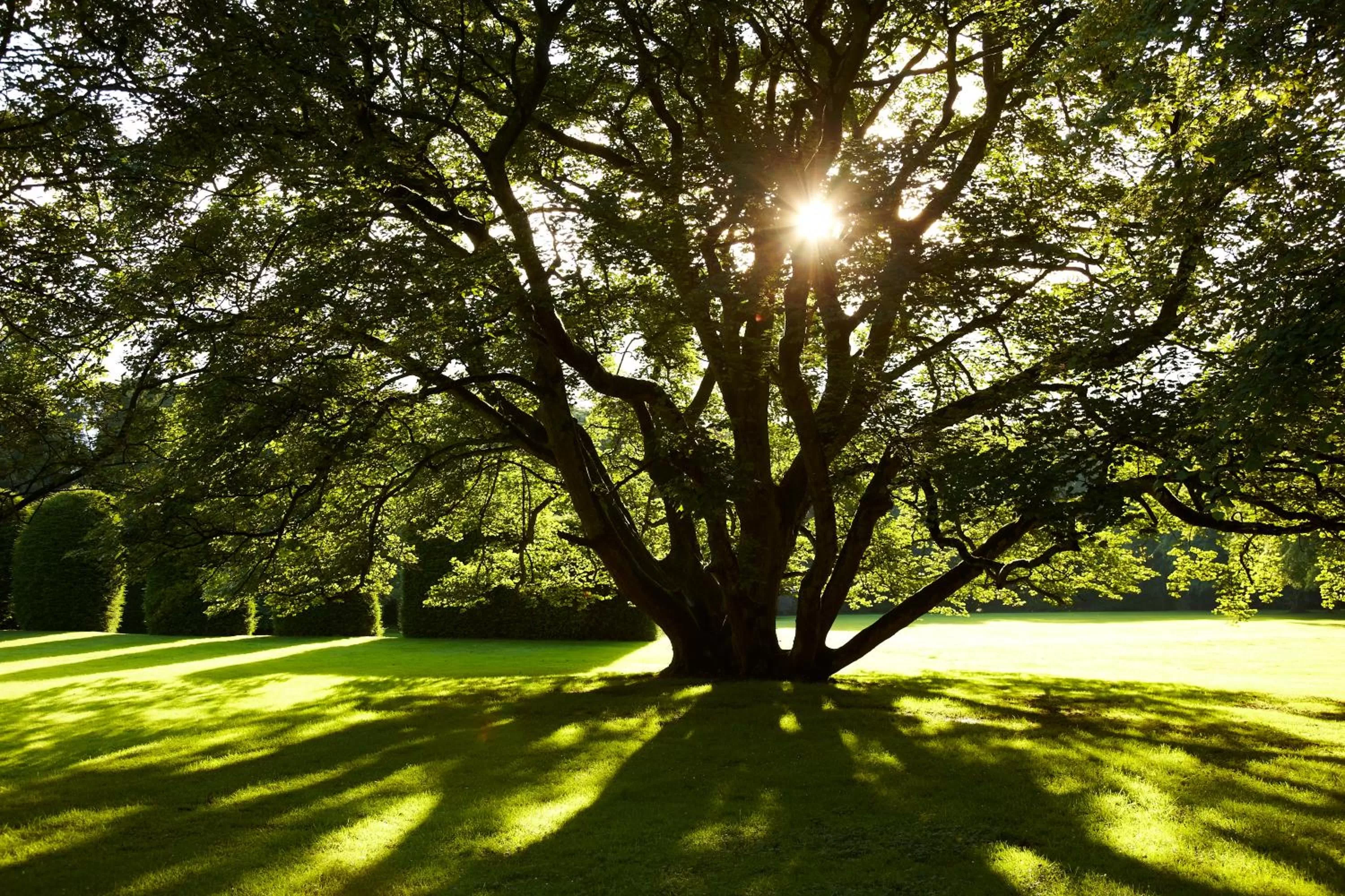 Natural landscape in Redworth Hall Hotel- Part of the Cairn Collection
