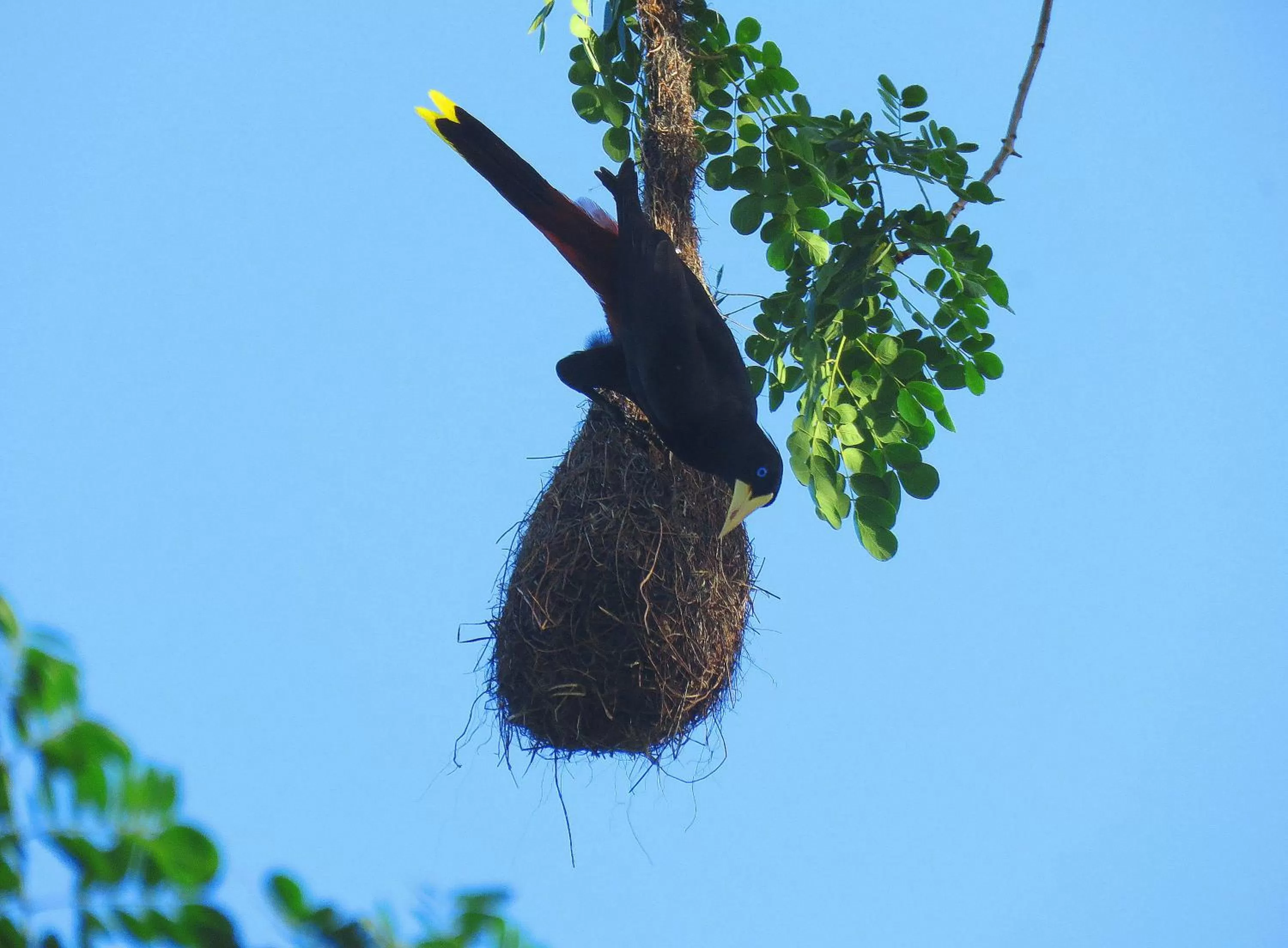 Natural landscape, Other Animals in Cabanas Rio Encantado