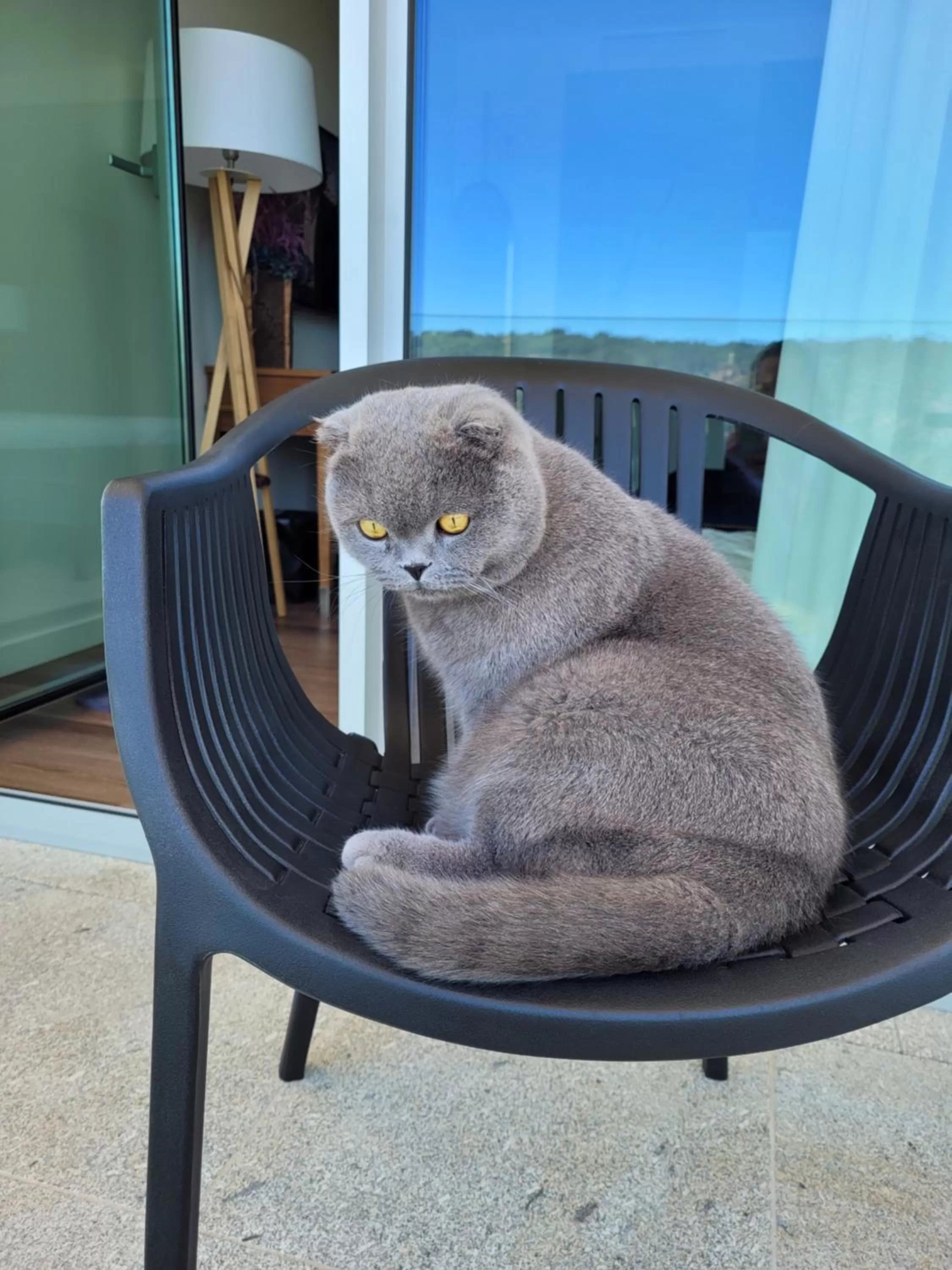 Animals in Hotel Cotto do Gatto