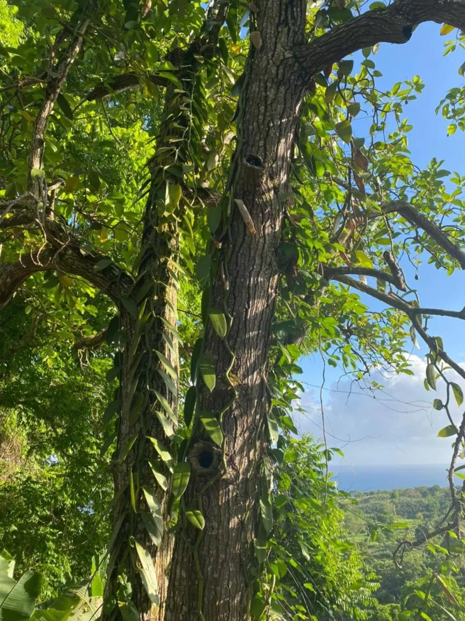 Villa Cajou (Chambre d'hôtes chez l'habitant)