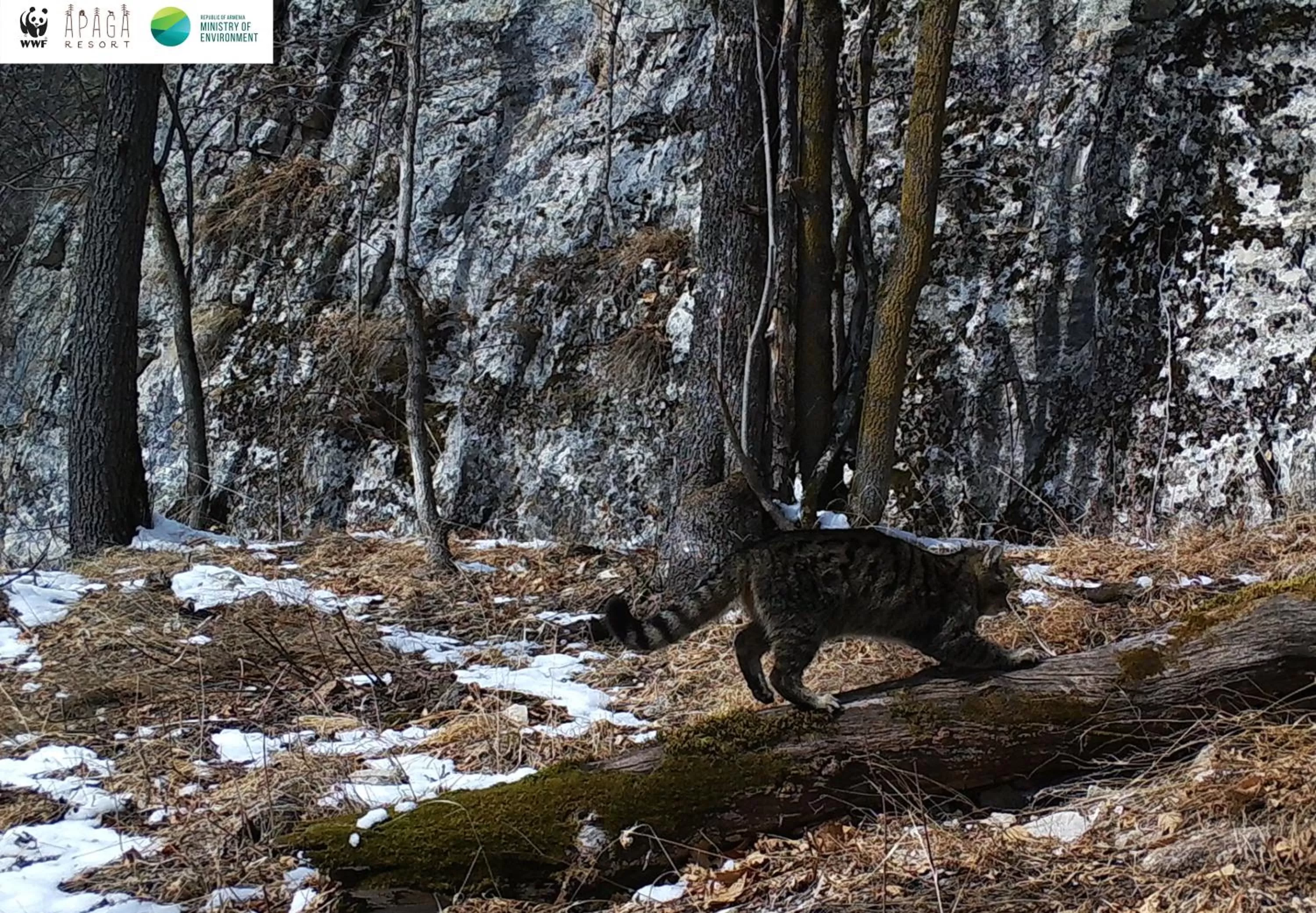 Animals, Other Animals in Apaga Resort