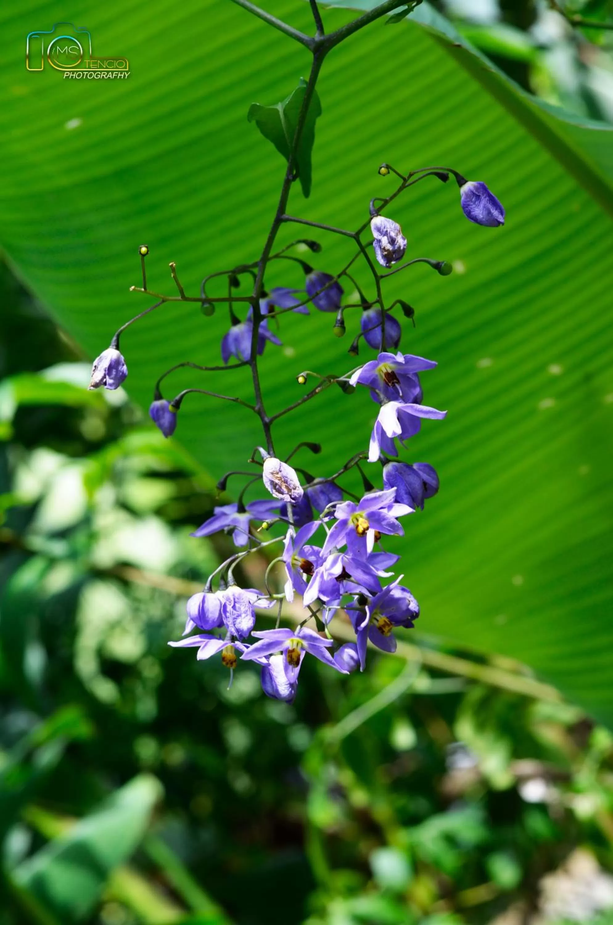 Winter in ApartHotel Villa Pacande & Rooms