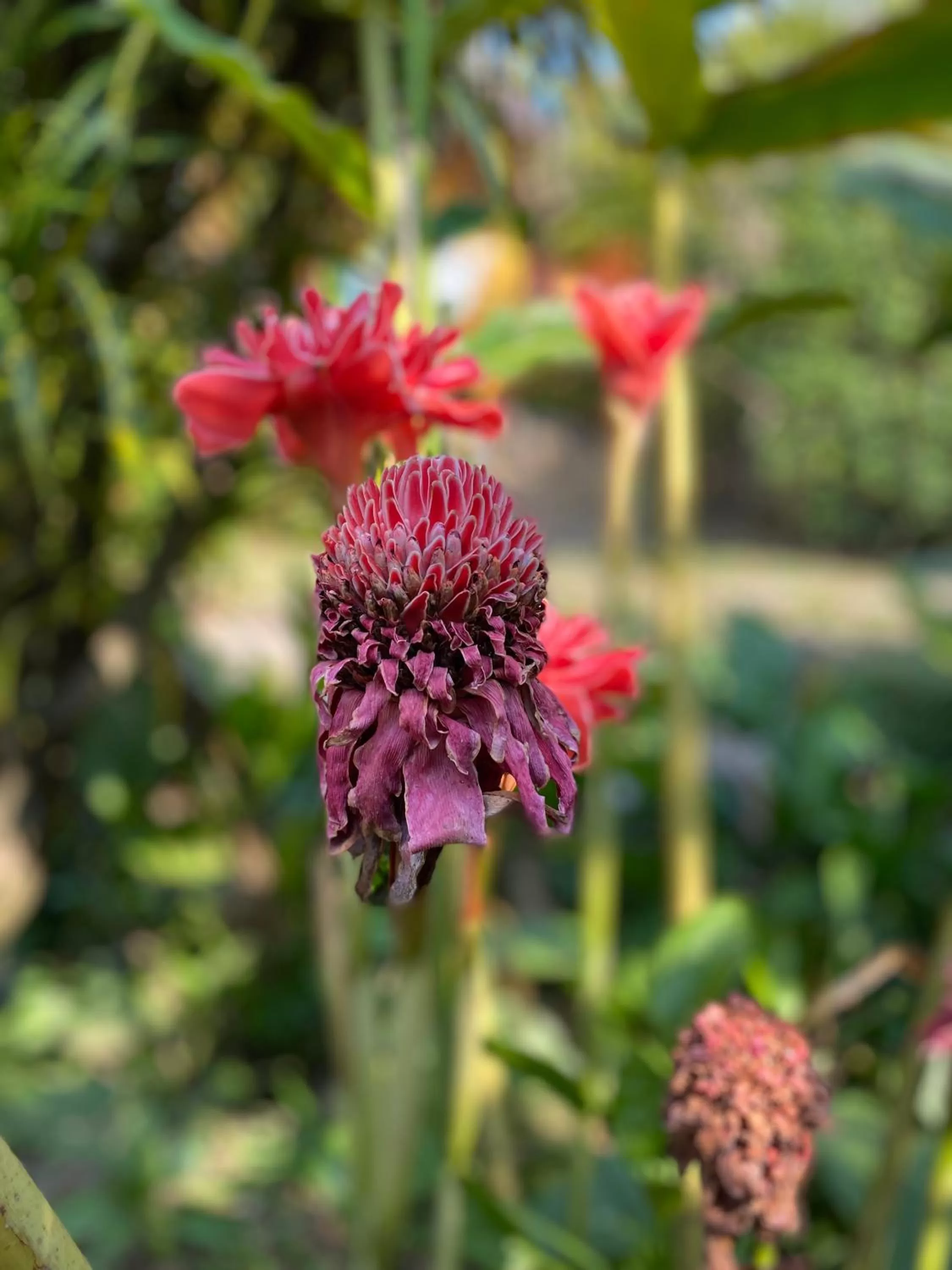 Garden in Pura Vida Pai Resort
