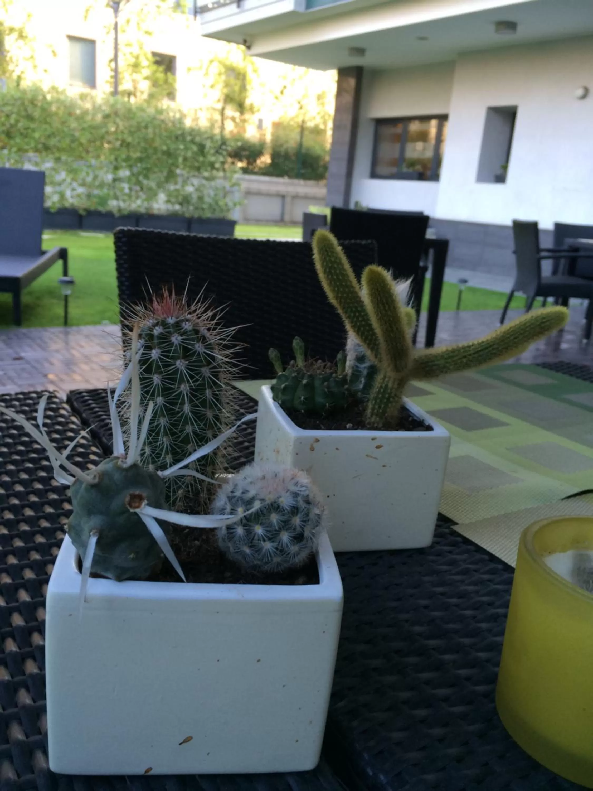 Garden in Acca Palace AA Hotels