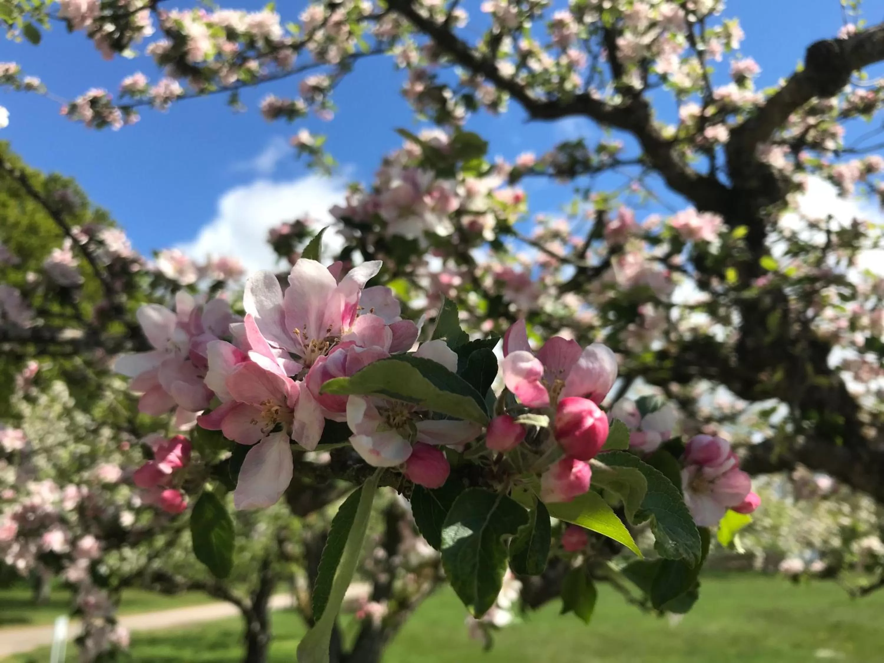 Garden in Best Western Valhall Park Hotell