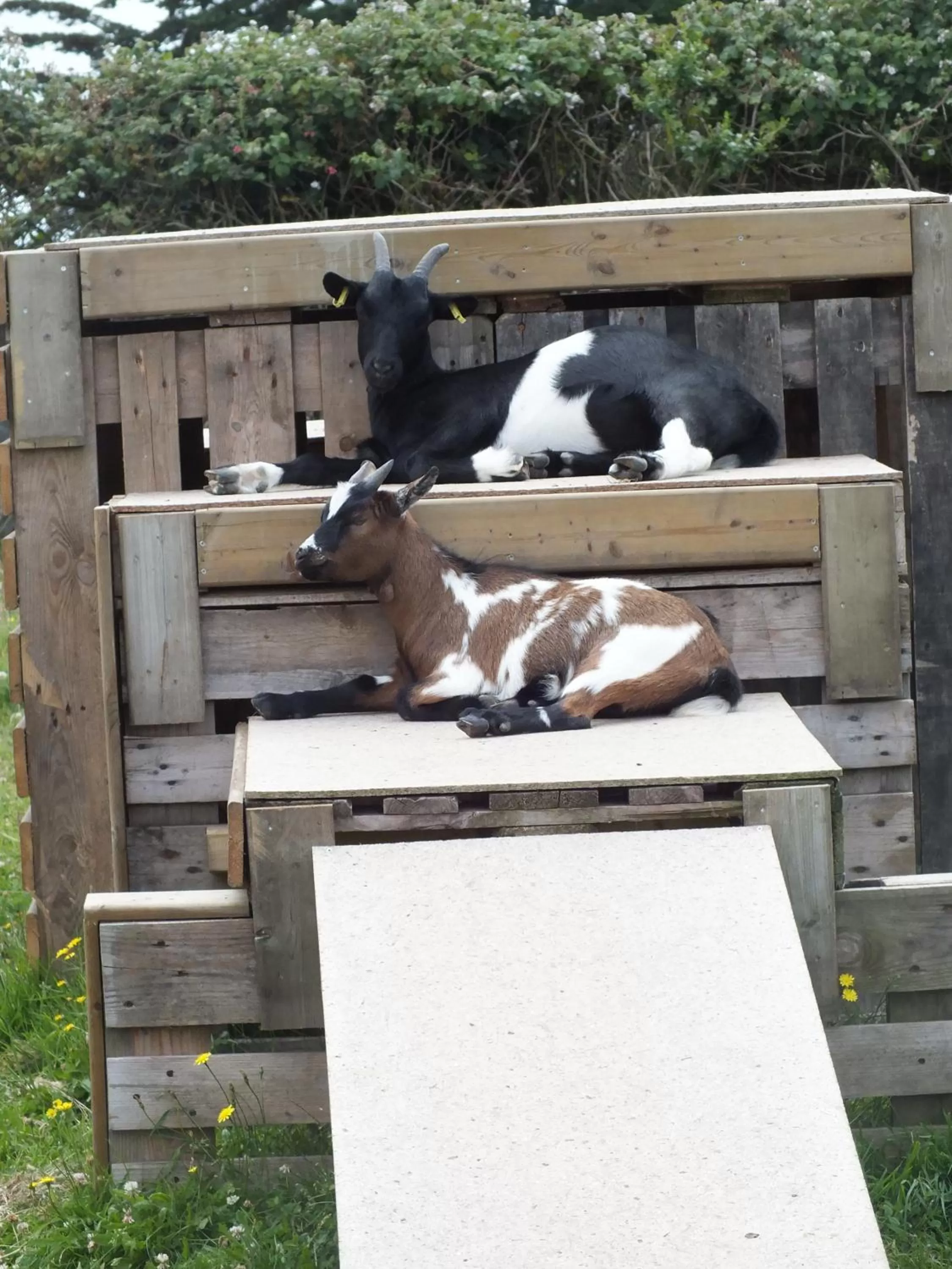 Animals, Other Animals in Chambres d'Hôtes "Les Hauts Vents"