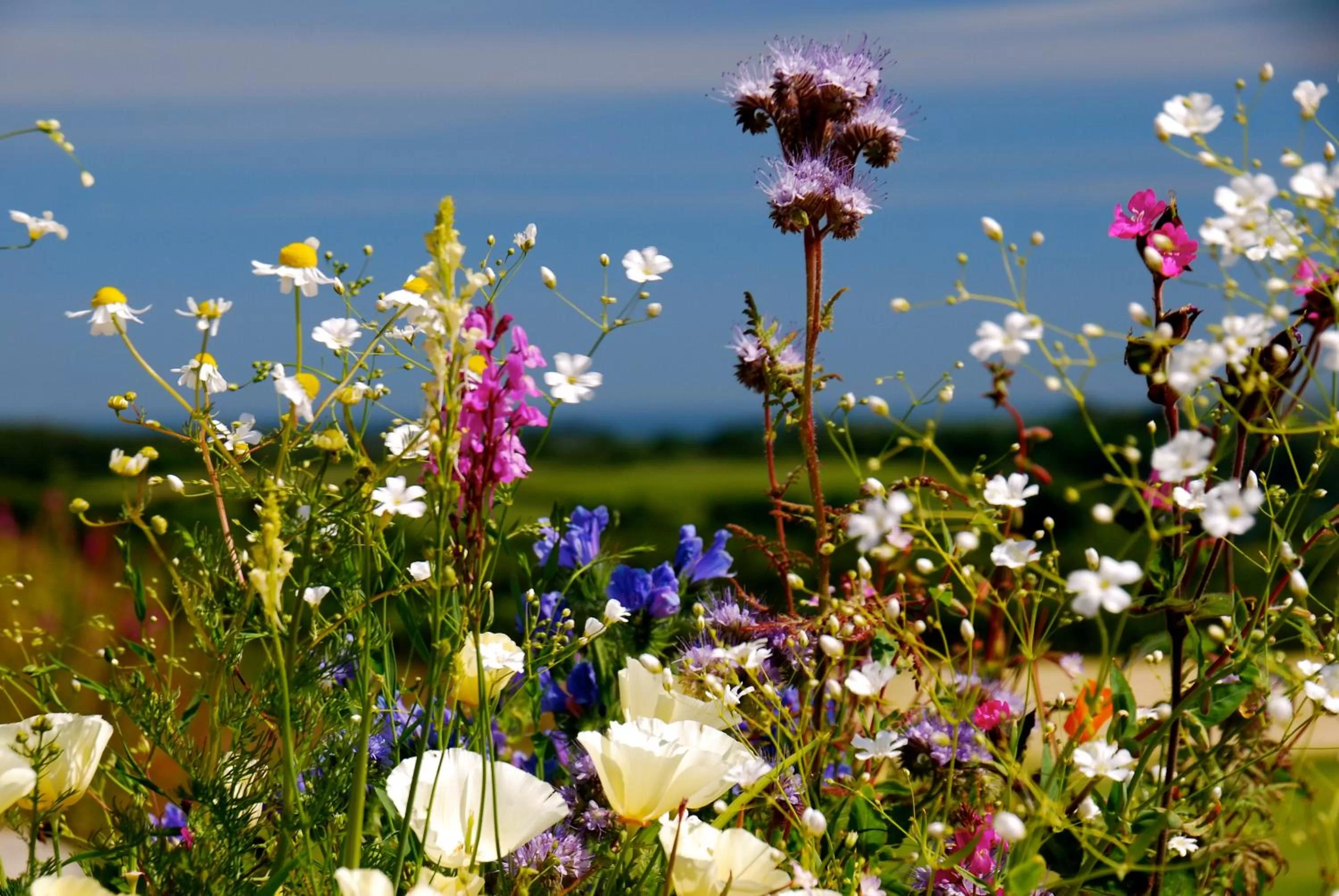 Facade/entrance in Fig Tree House