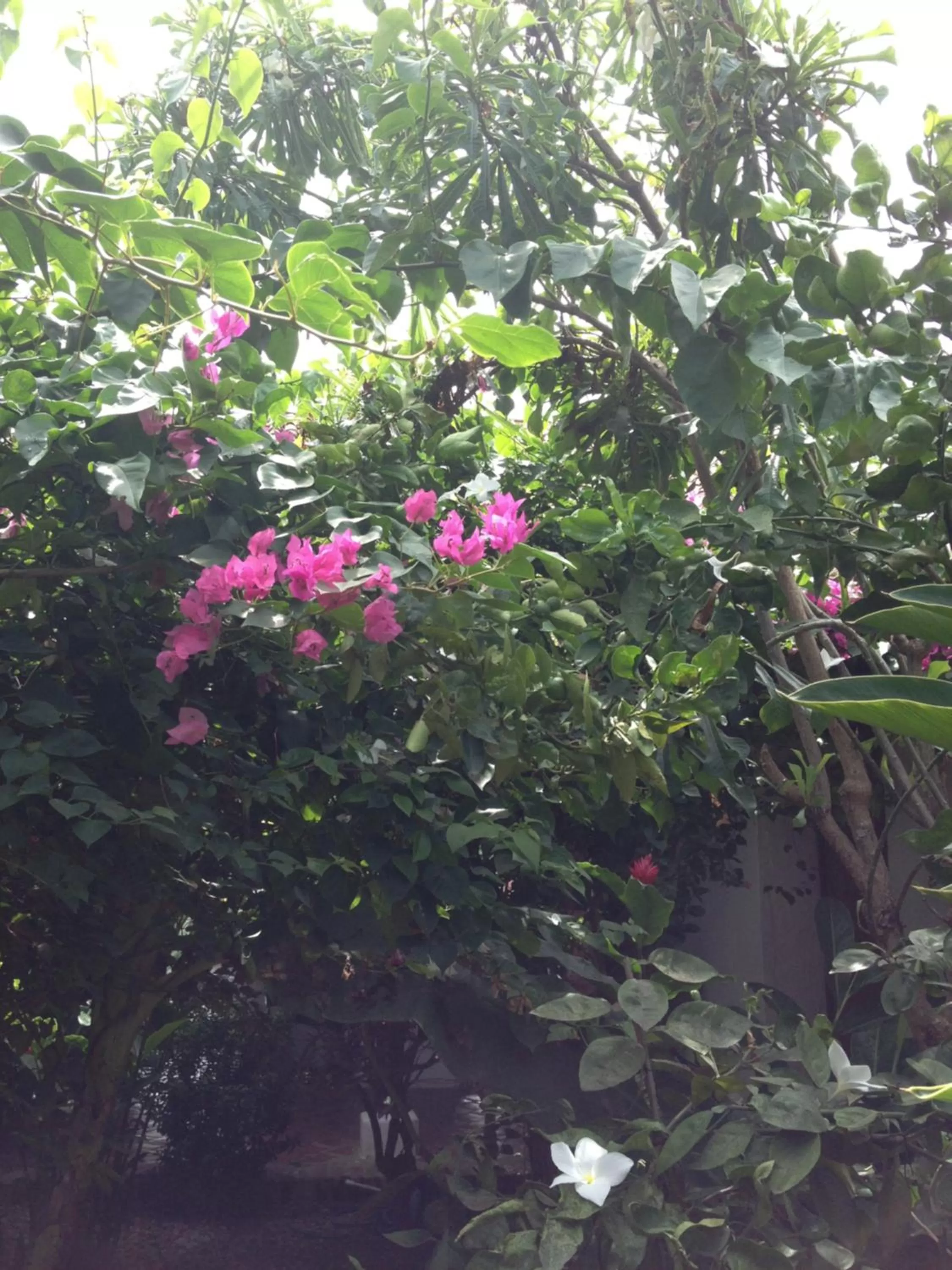 Day, Garden in Portal de la Marquesa