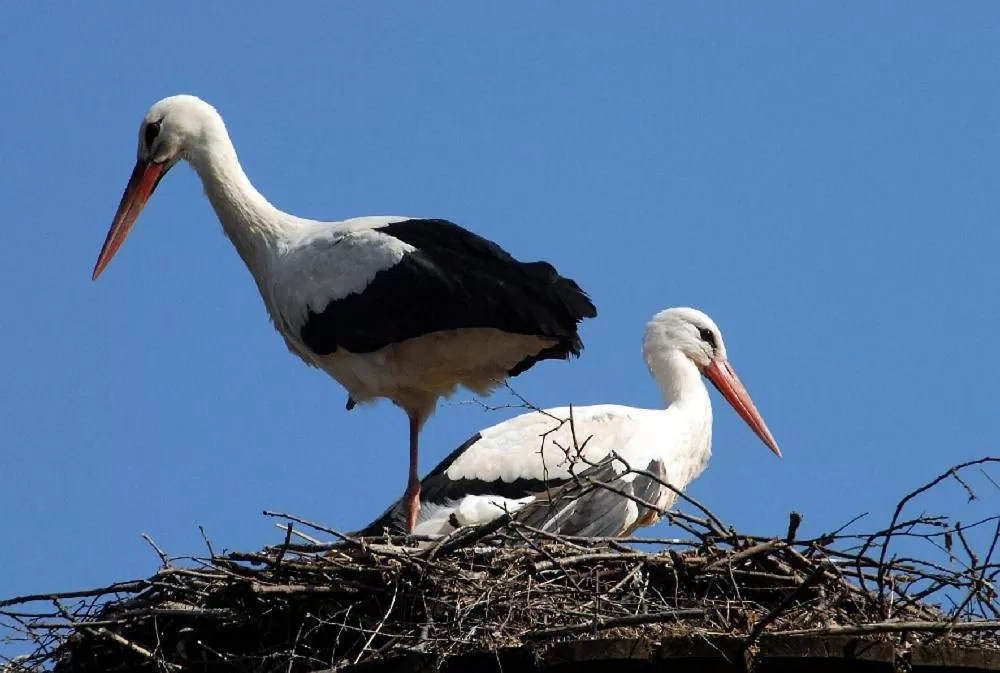 Animals, Other Animals in Forsthaus-Ferienhotel am Dobrock