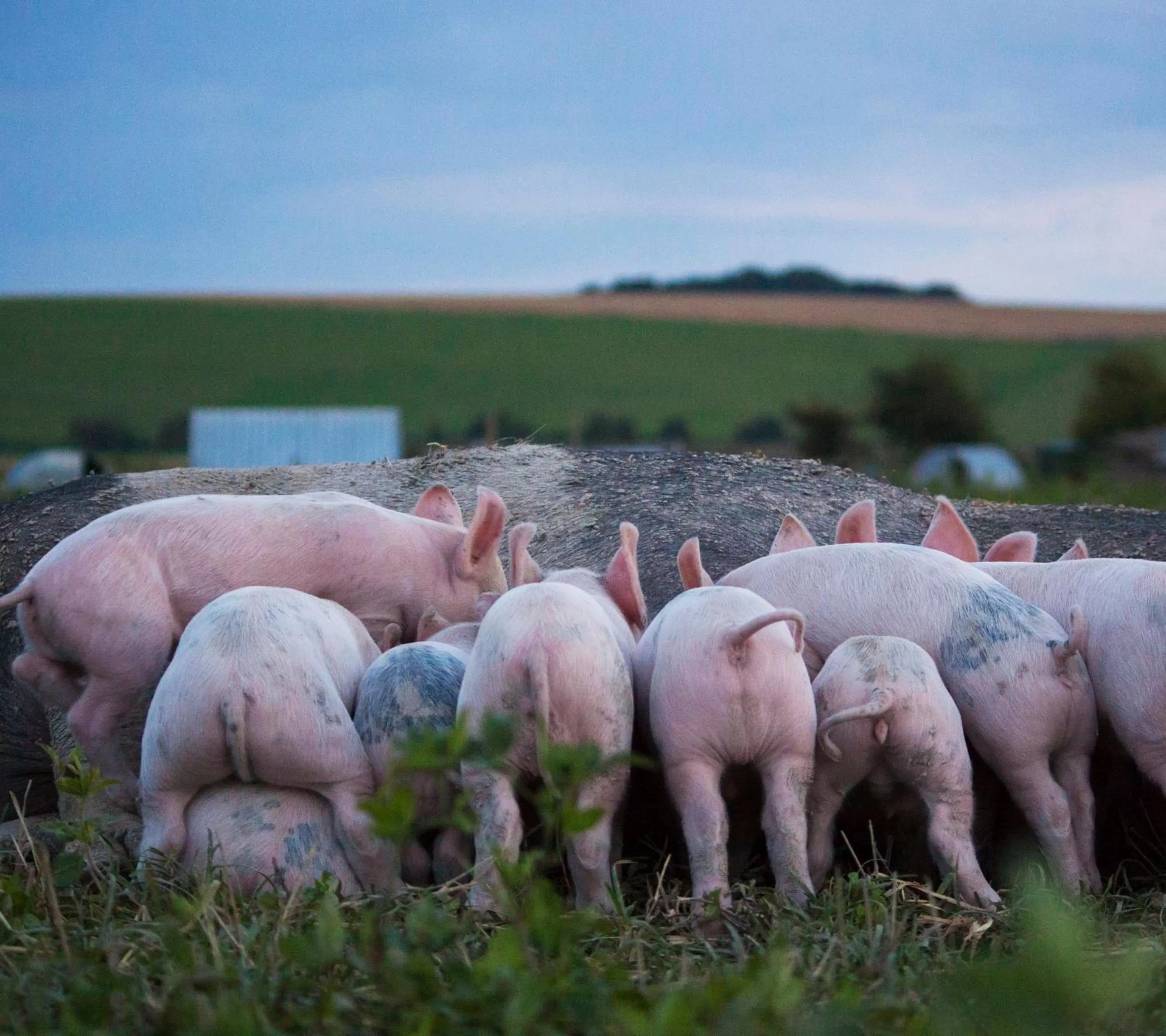 Animals in Helen Browning's Royal Oak