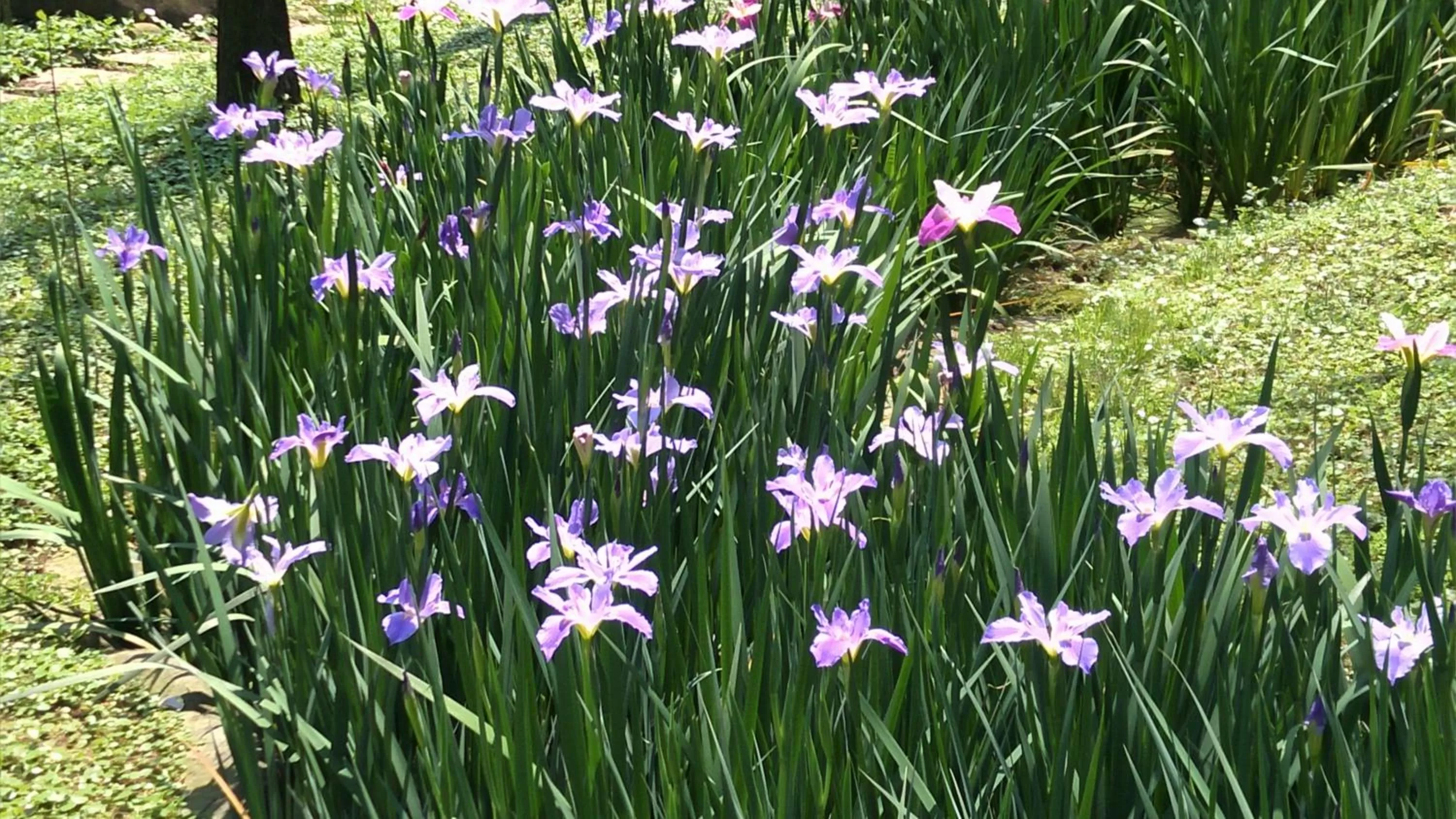 Garden in Rainbow Bridge B&B