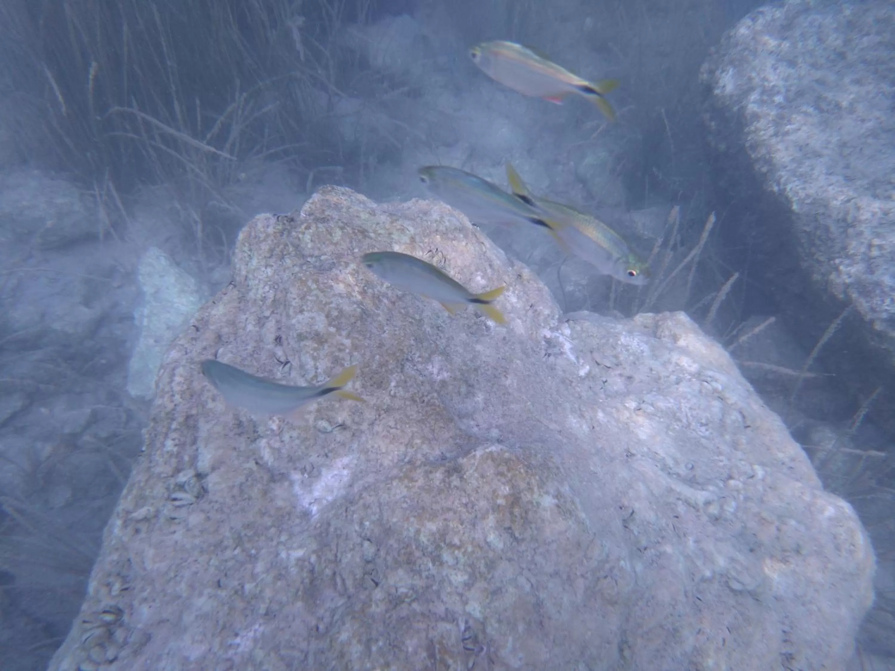 Animals in Casa Lamat