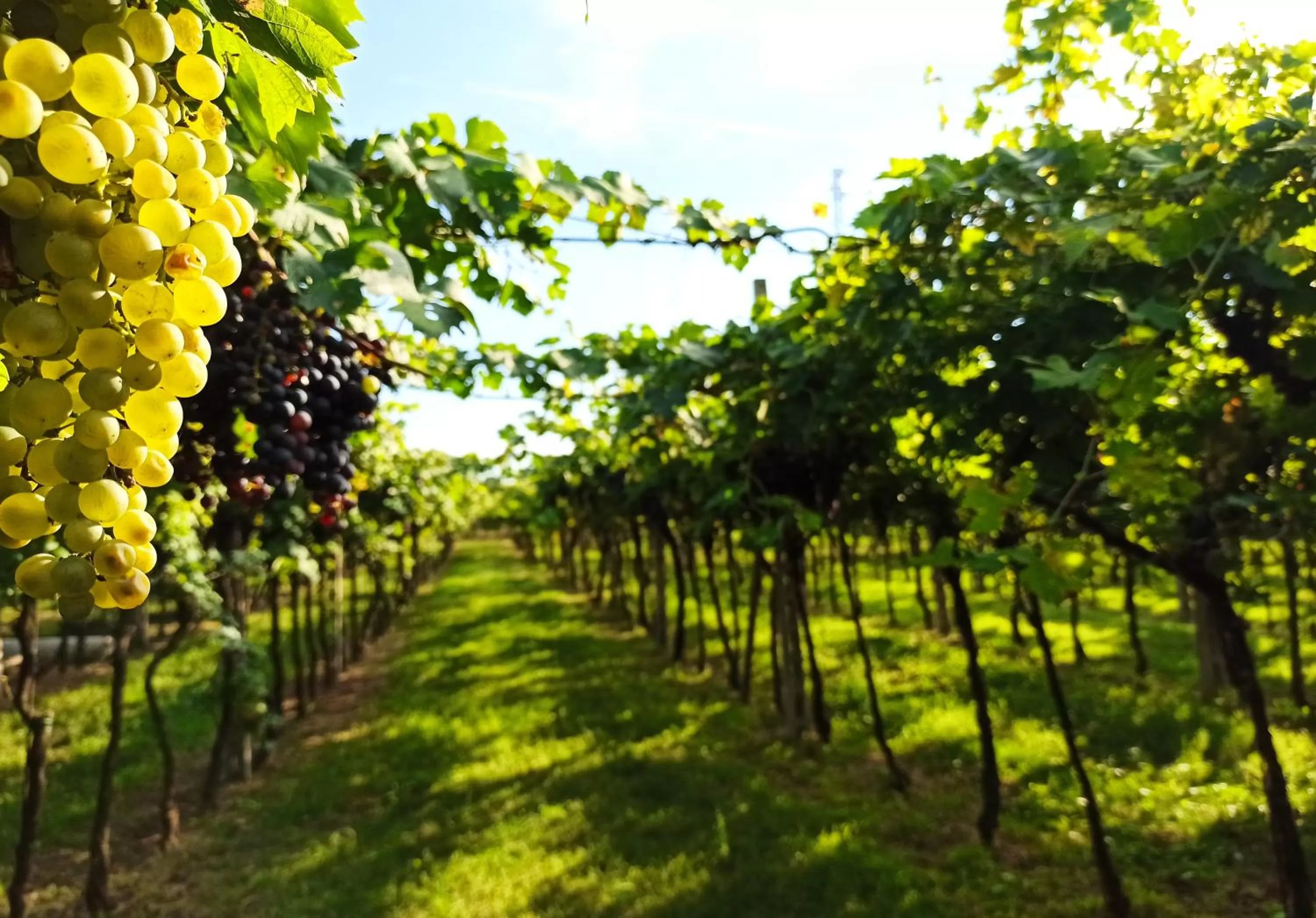 Natural landscape in Le Zampolle B & B