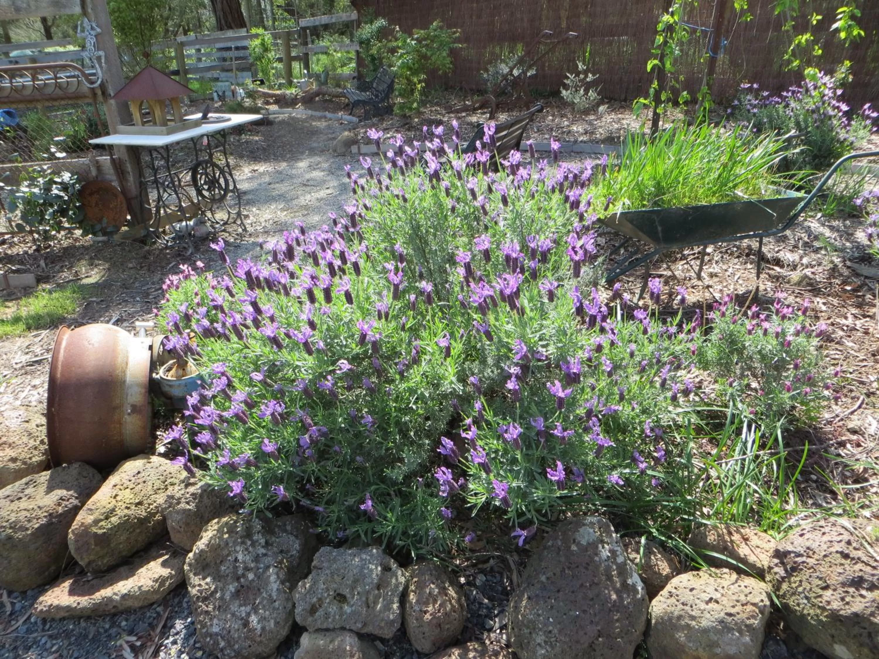 Garden in Honeyeater Cottage