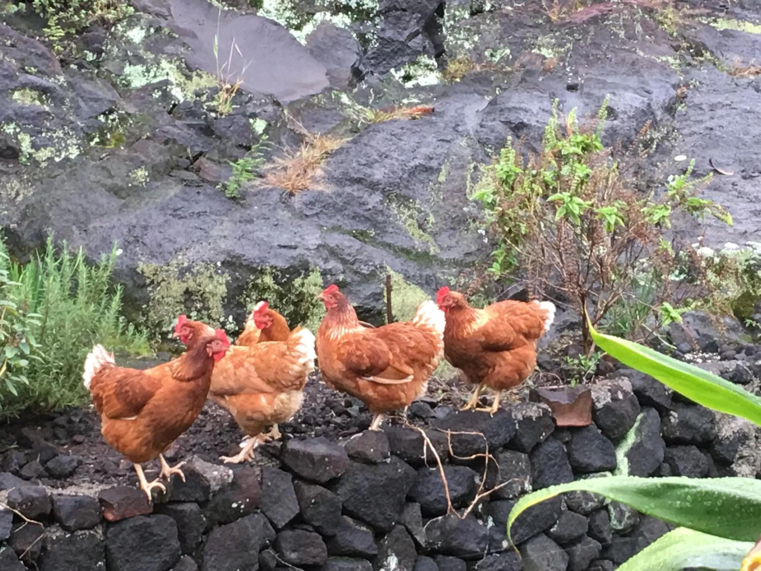 Animals, Other Animals in Kona Bayview Inn