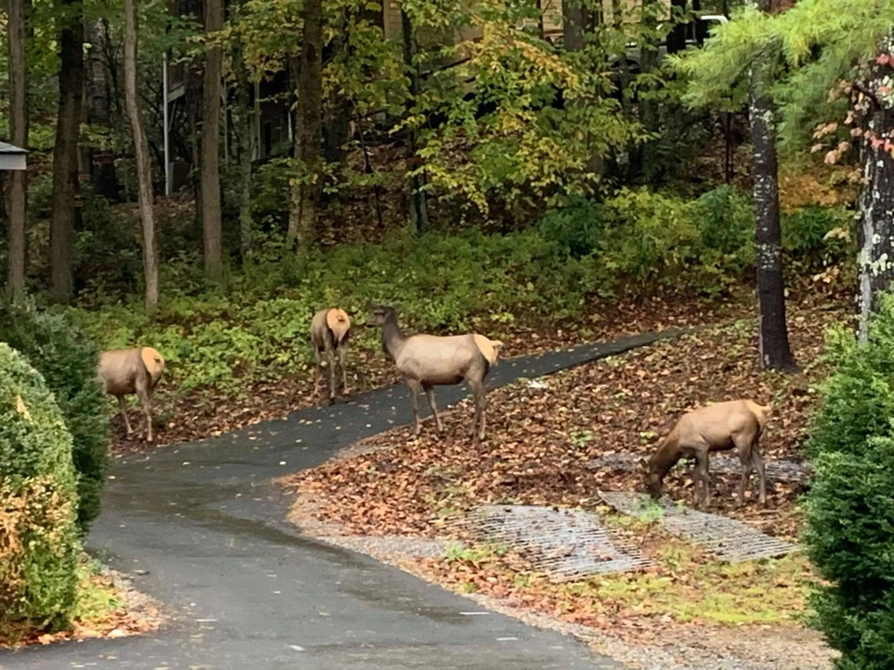 View (from property/room) in Route 19 Inn