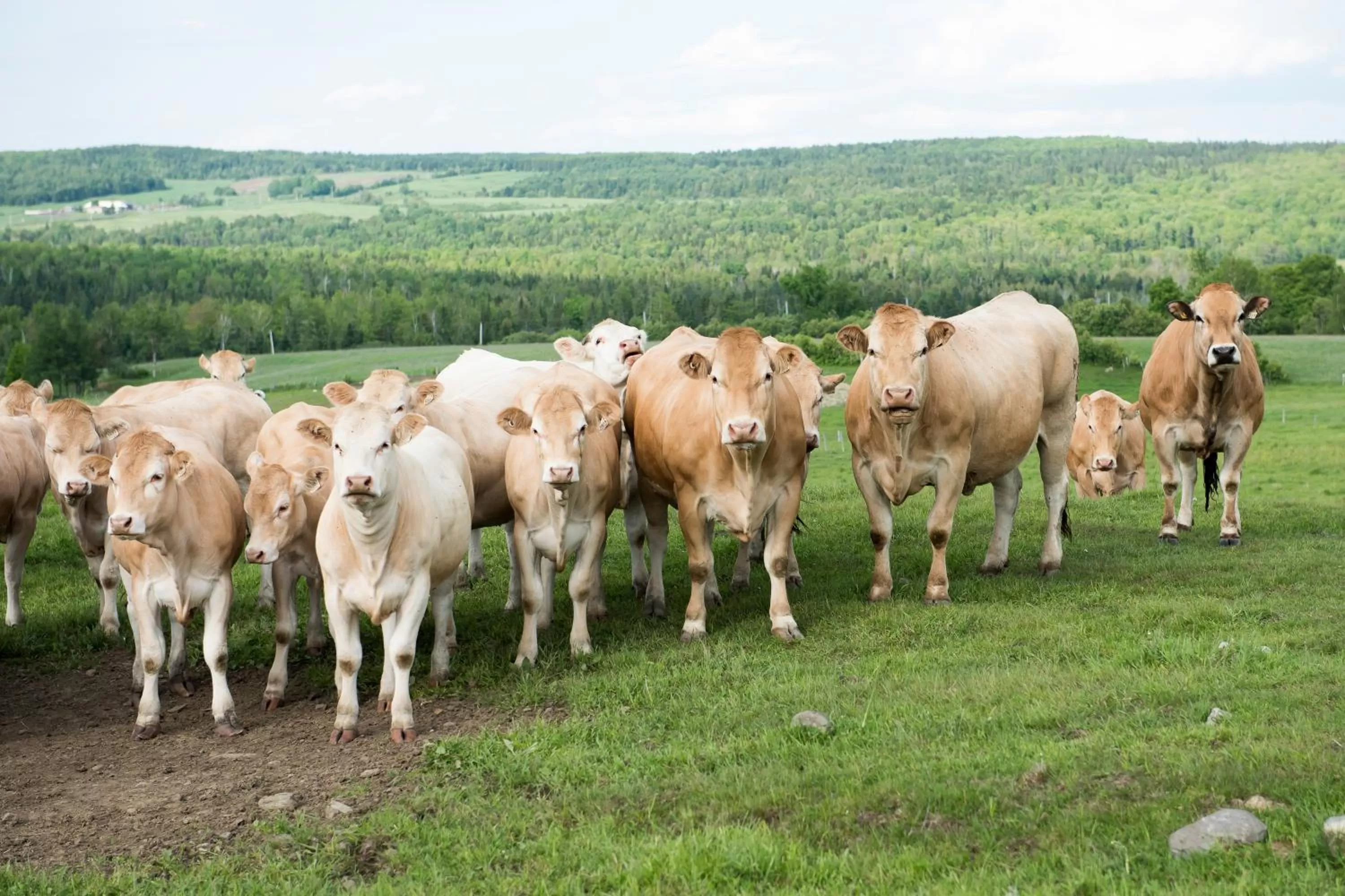 Other Animals in Ranch St-Hubert