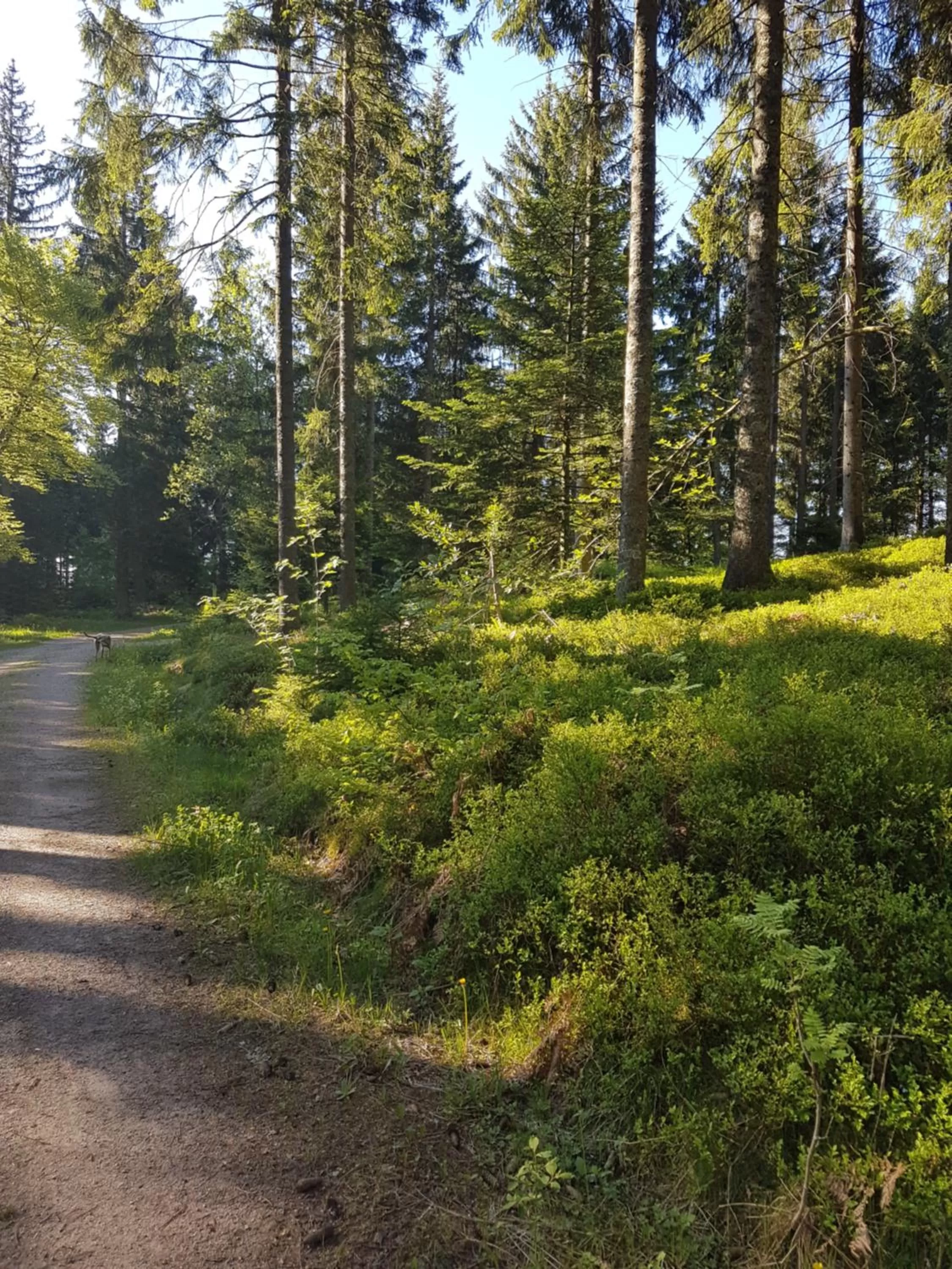 Spring in Hotel Restaurant Kniebishöhe