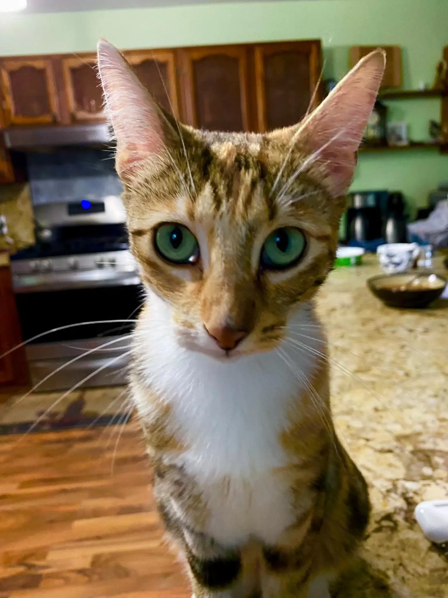 Pets in Kona Bayview Inn