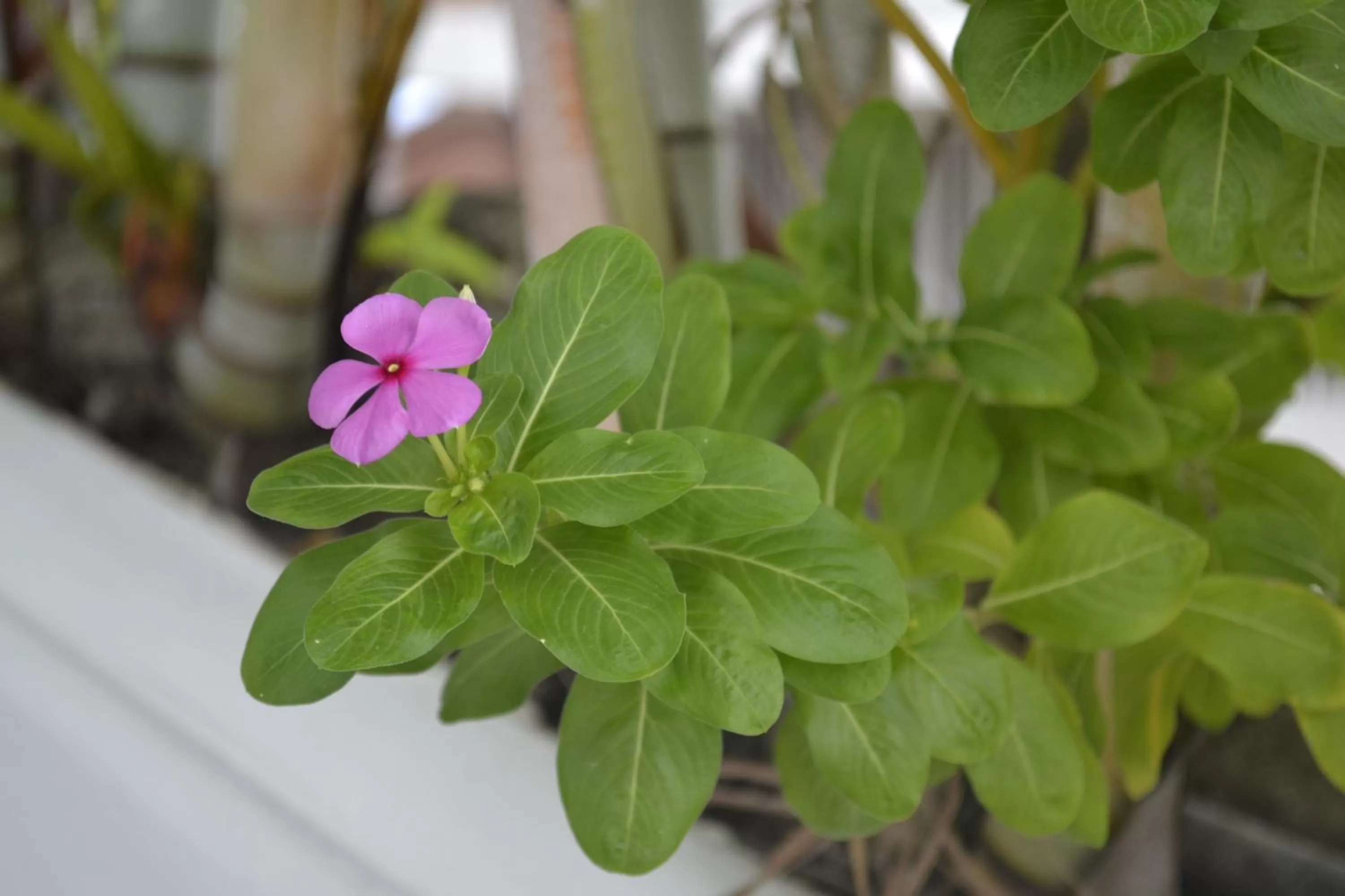 Mirador de San Jorge