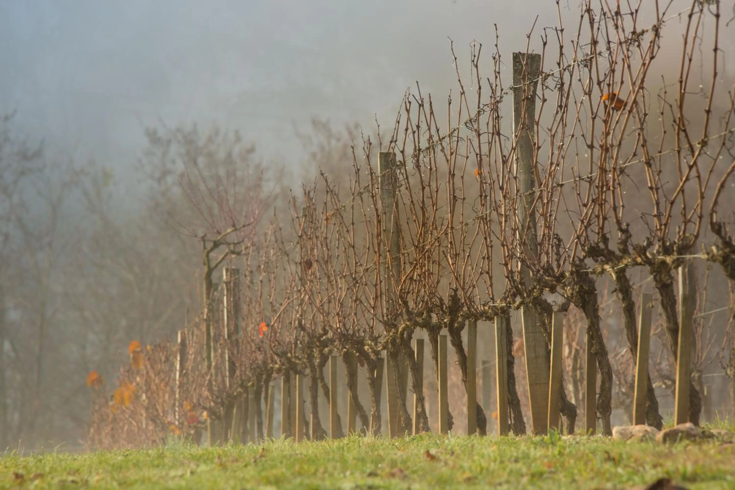 Garden view in Hôtel-Spa Le Saint Cirq