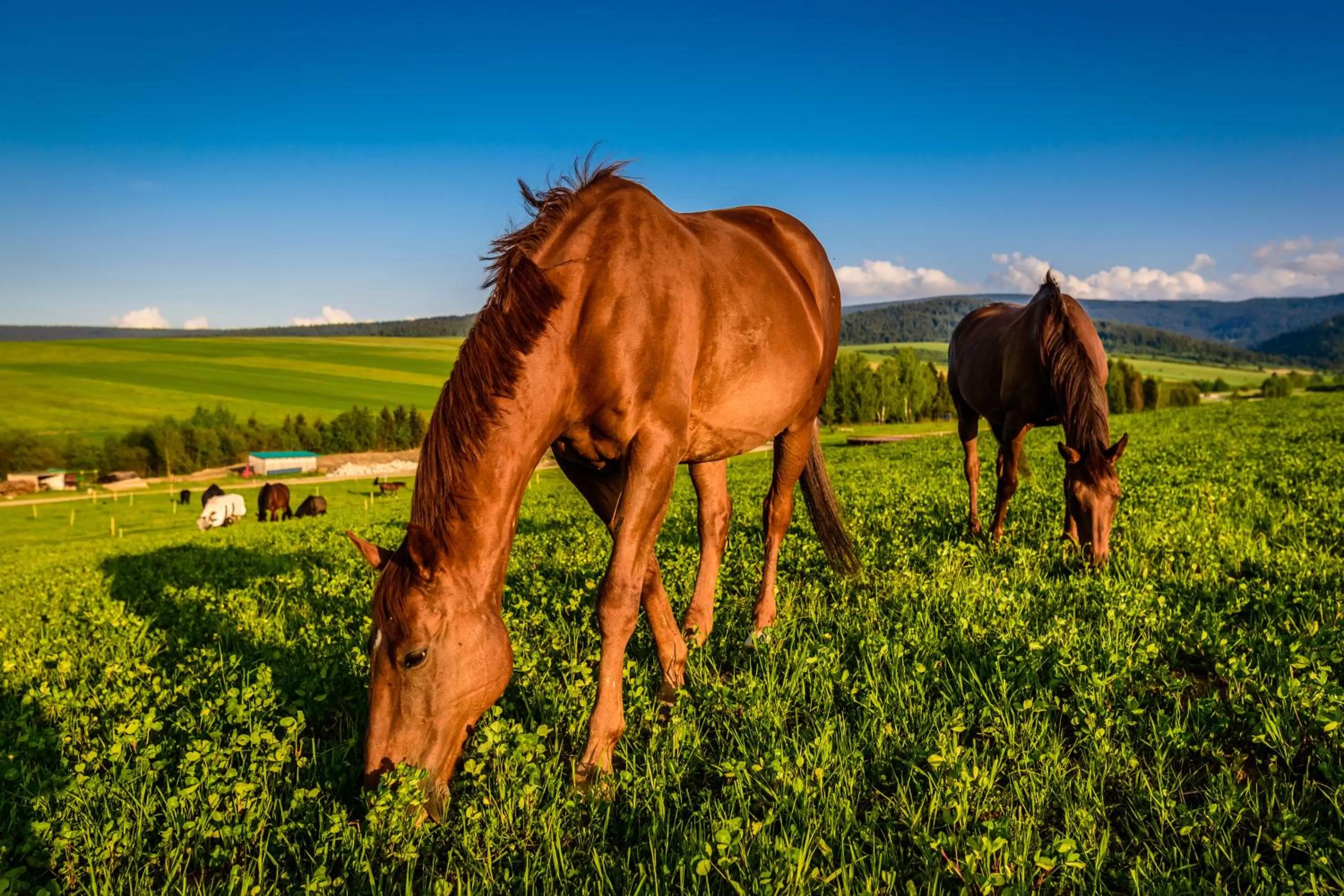Horse-riding in Oravský Háj Garden Hotel & Resort
