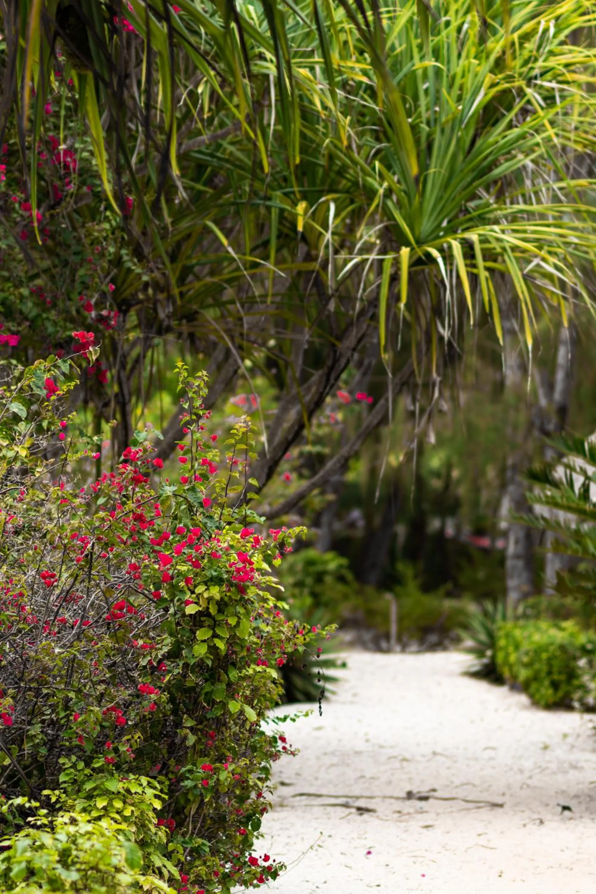 Garden in Hakuna Majiwe Beach Lodge