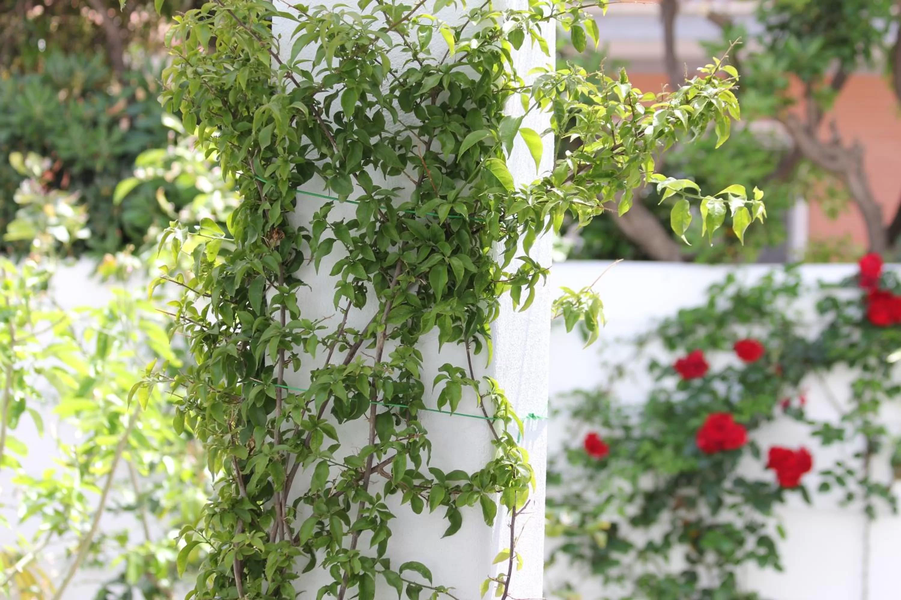 Garden in Hotel Intorno Al Fico
