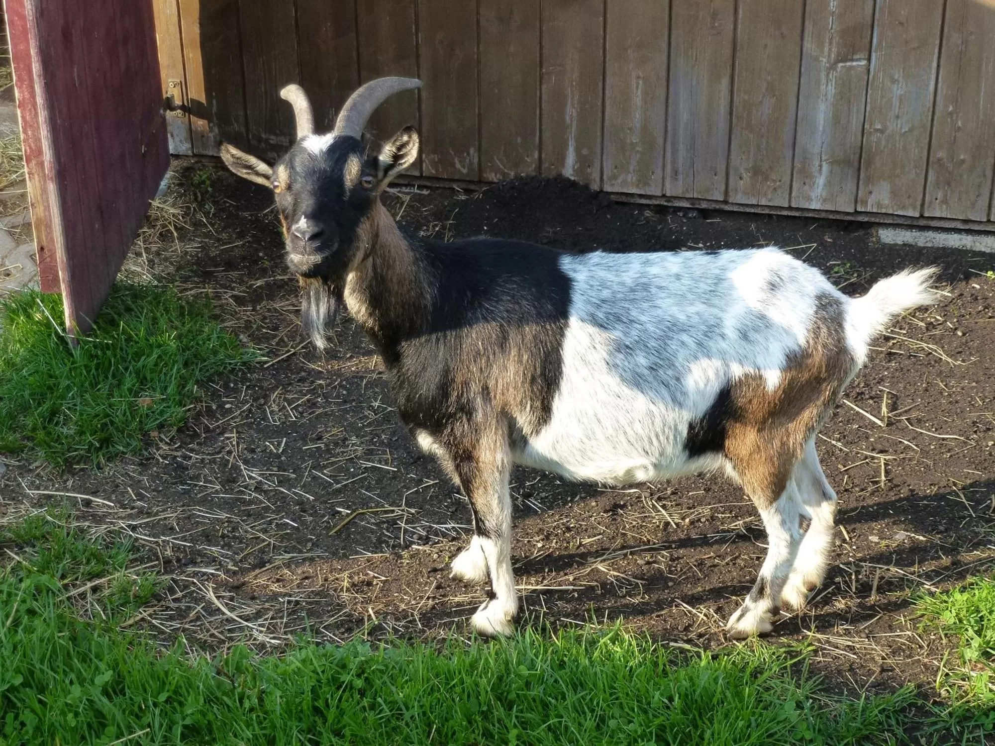 Animals, Other Animals in Beim Haxenwirt