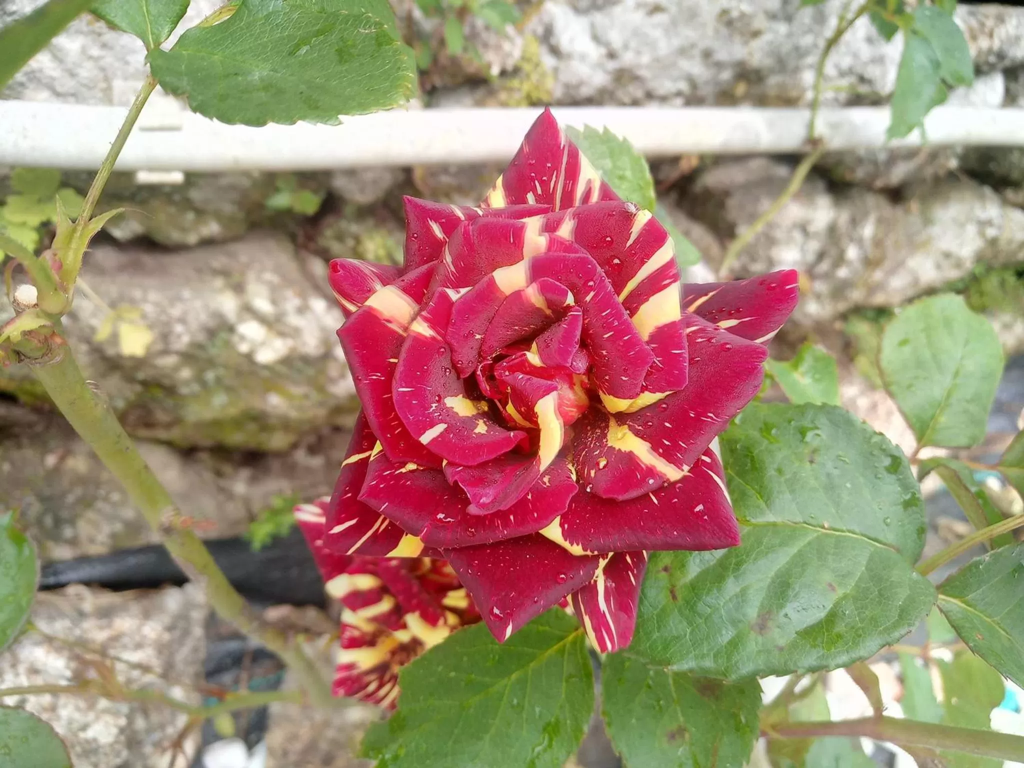 Garden in Alojamento local Angel`s