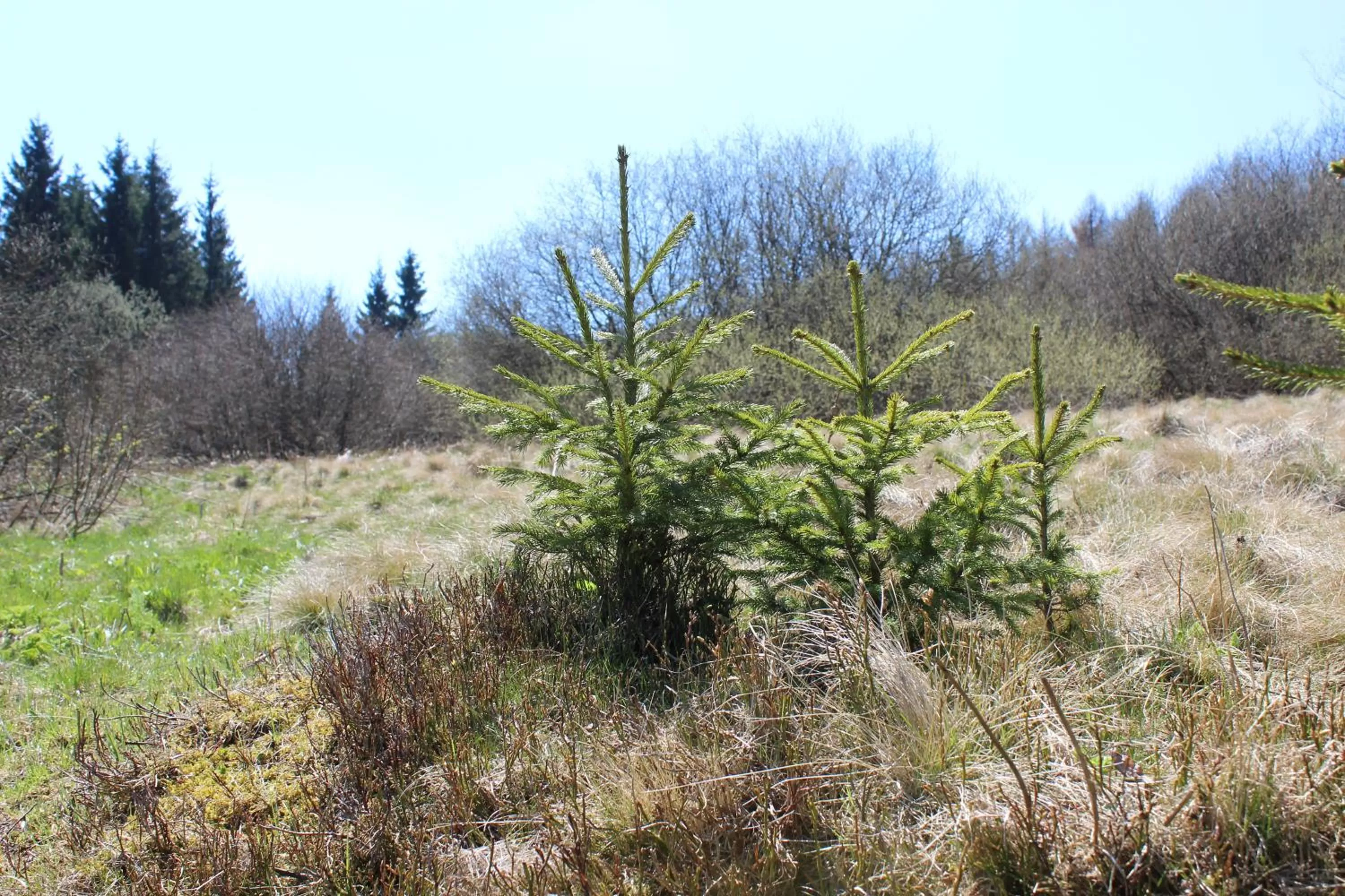 Natural landscape in Waldgasthof Bad Einsiedel