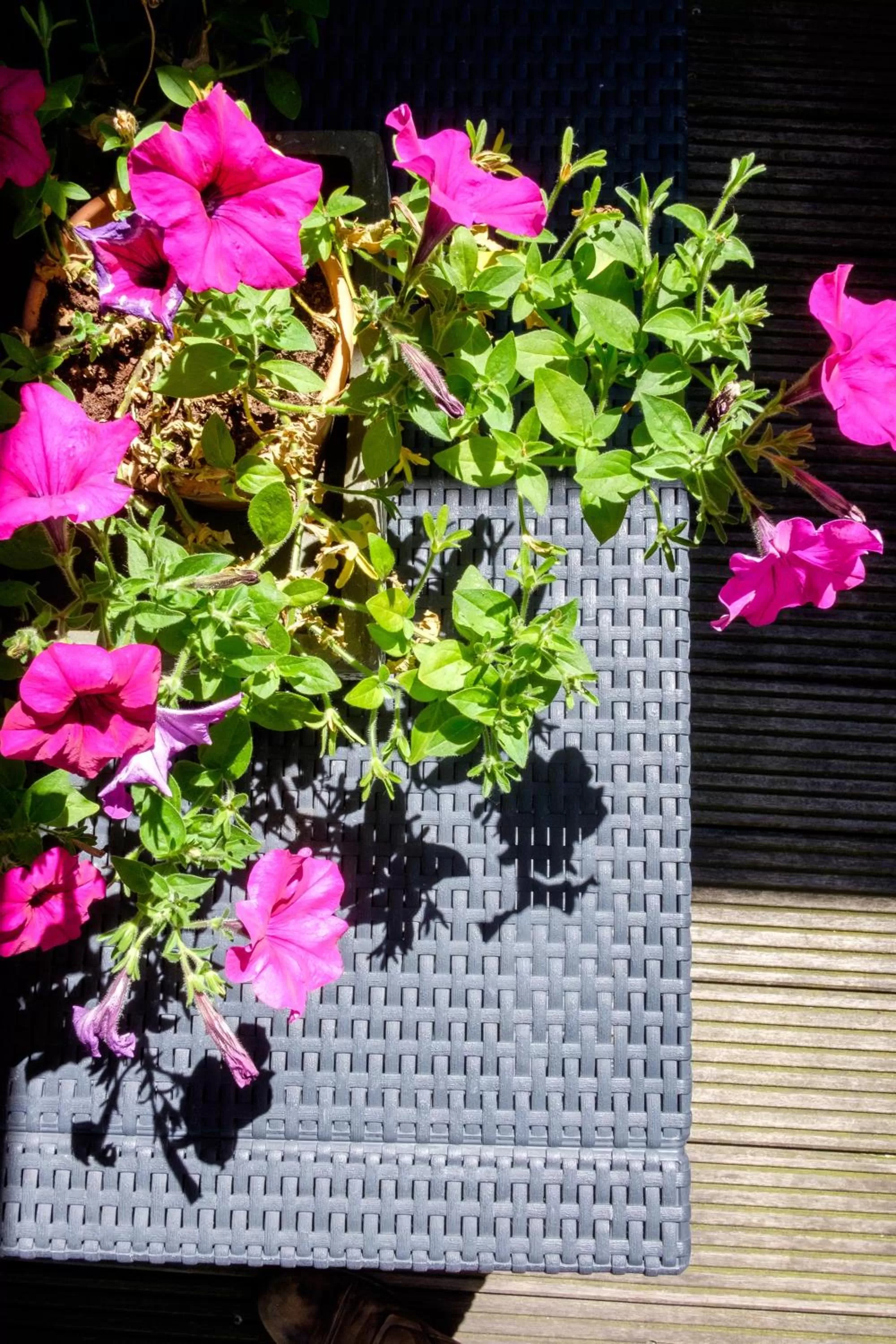 Spring in Hotel Diamonds and Pearls