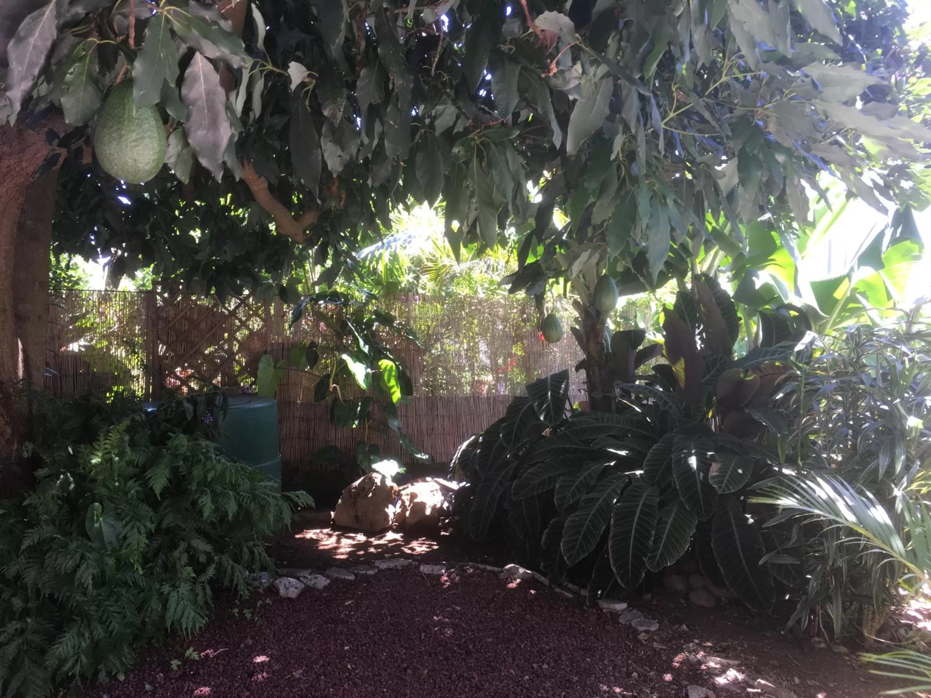 Garden in Caloupilé