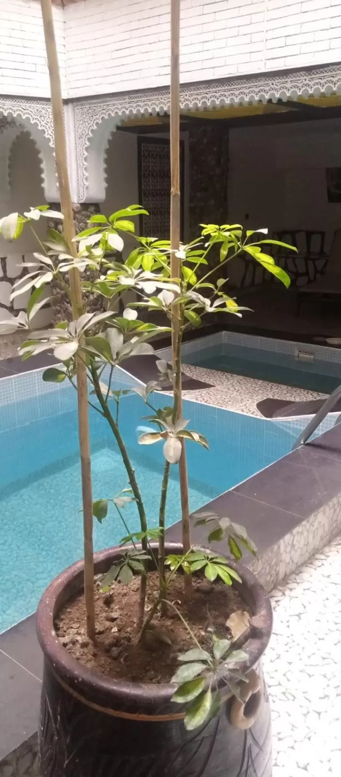 Swimming Pool in Riad Salma de Groot