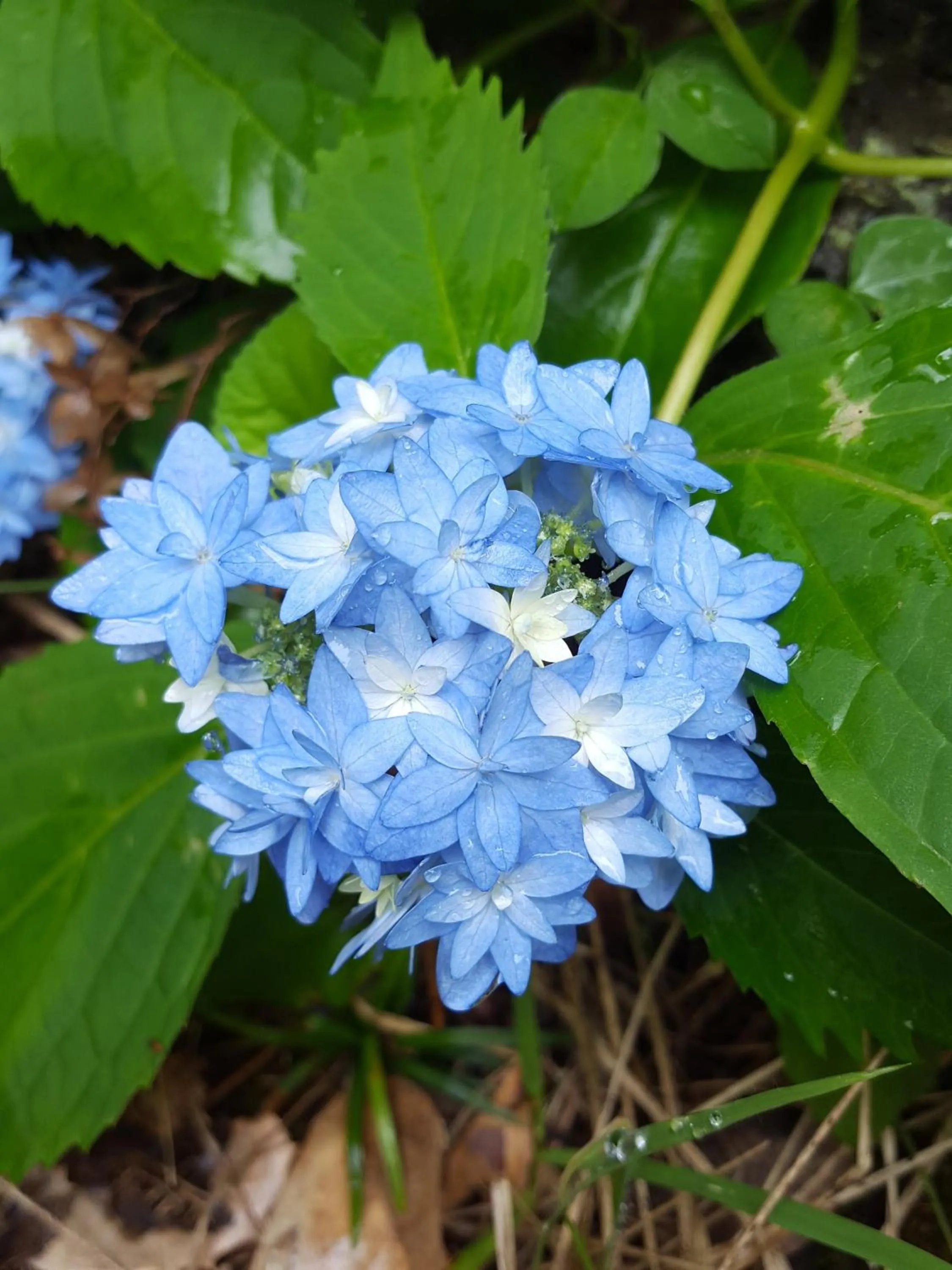 Garden in Jeju Eco Suites