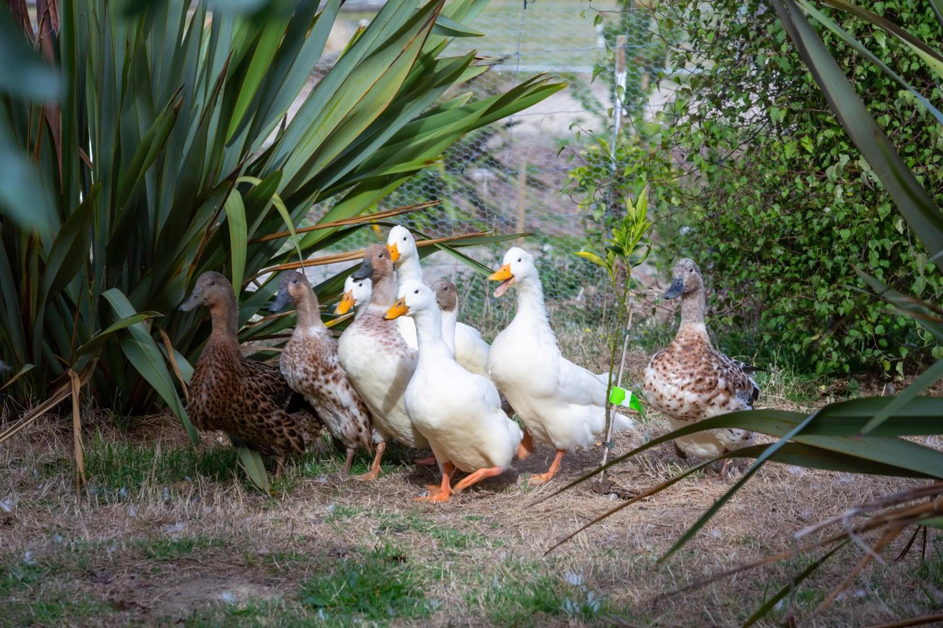 Animals in Hilltop Whakaipo Estate