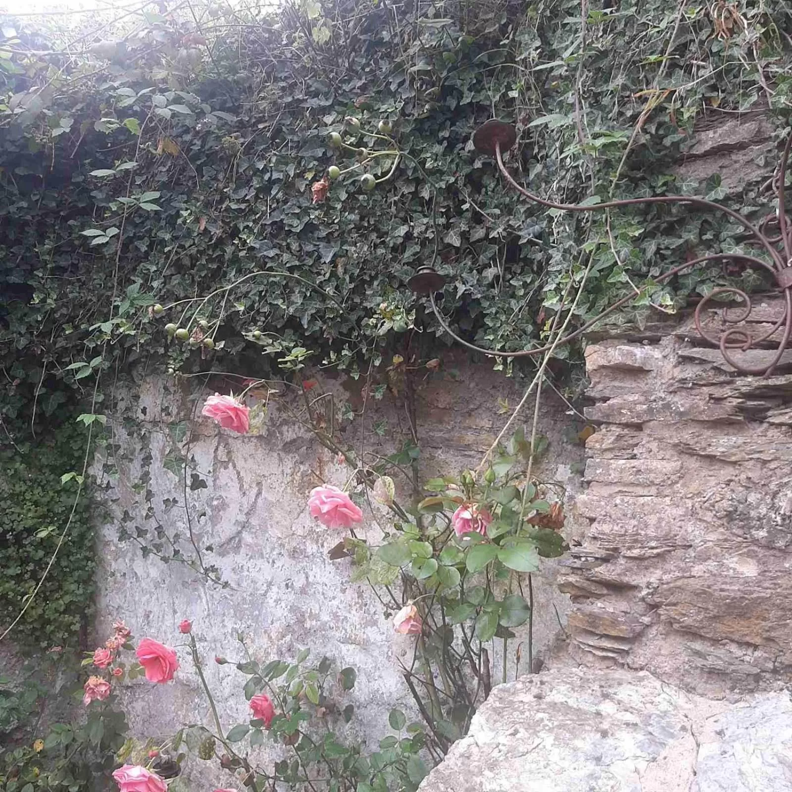 Garden in Golden Lion