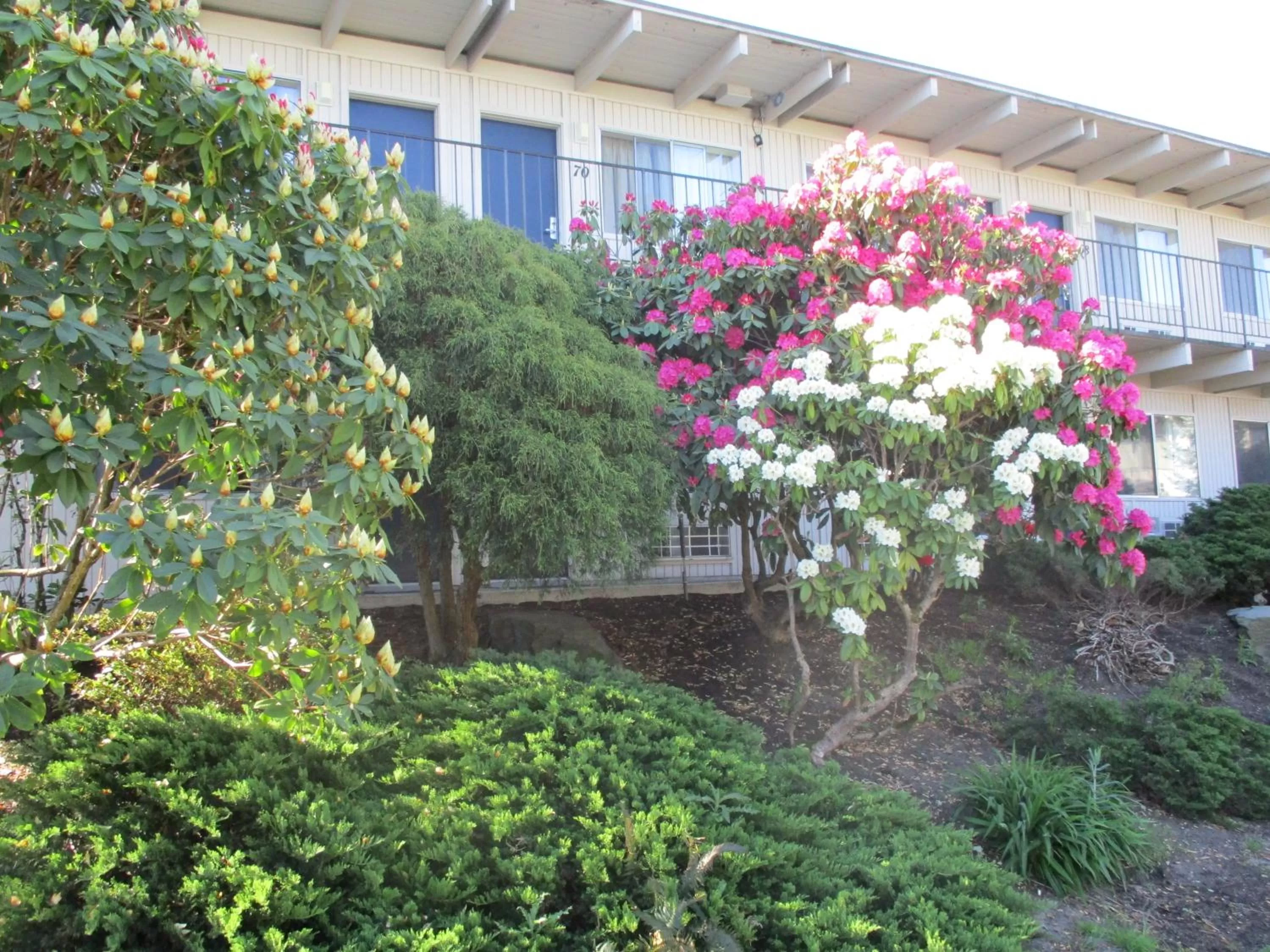 Spring in Cocusa Motel