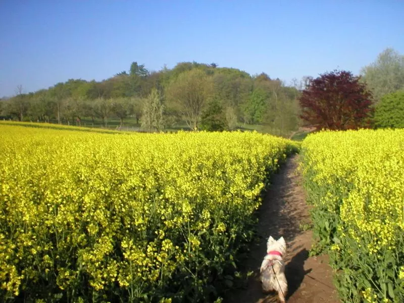Natural landscape in Landhaus Nütschau