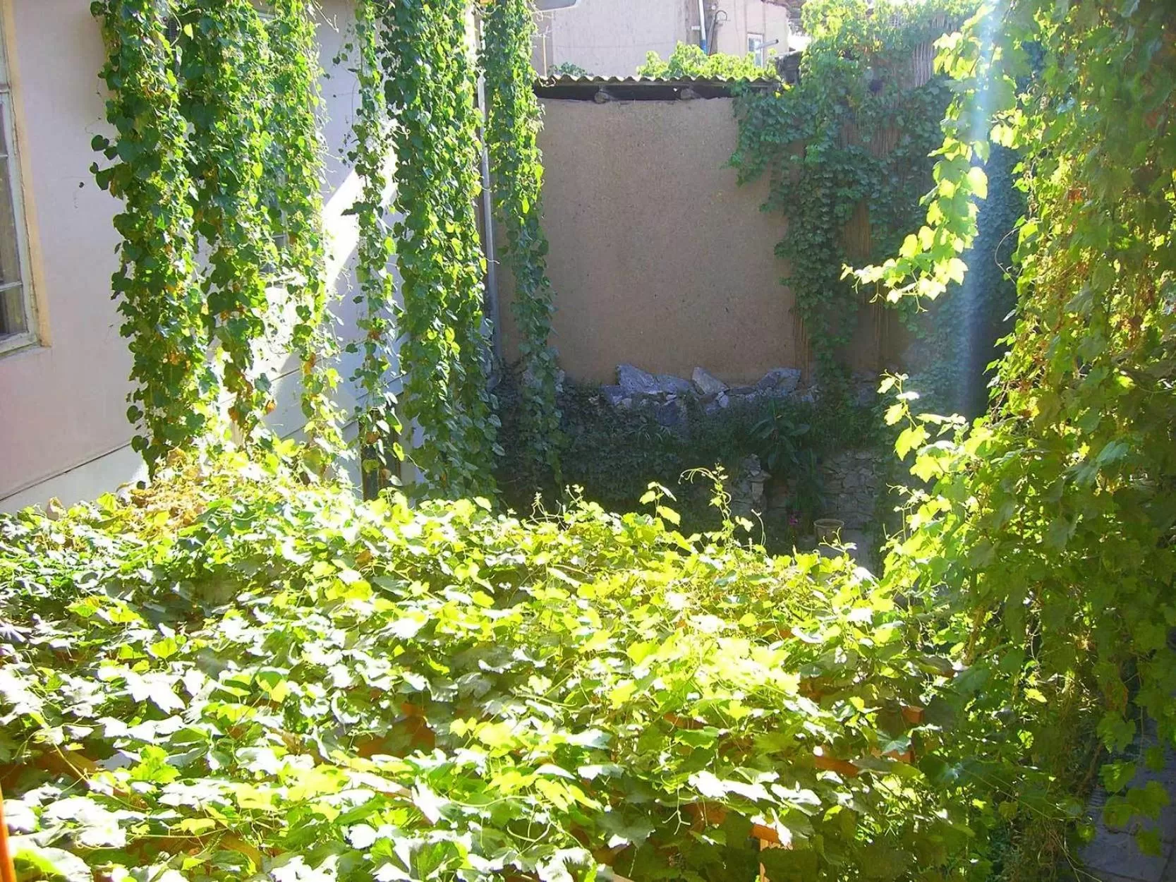 Day, Garden in Jahongir Guest House