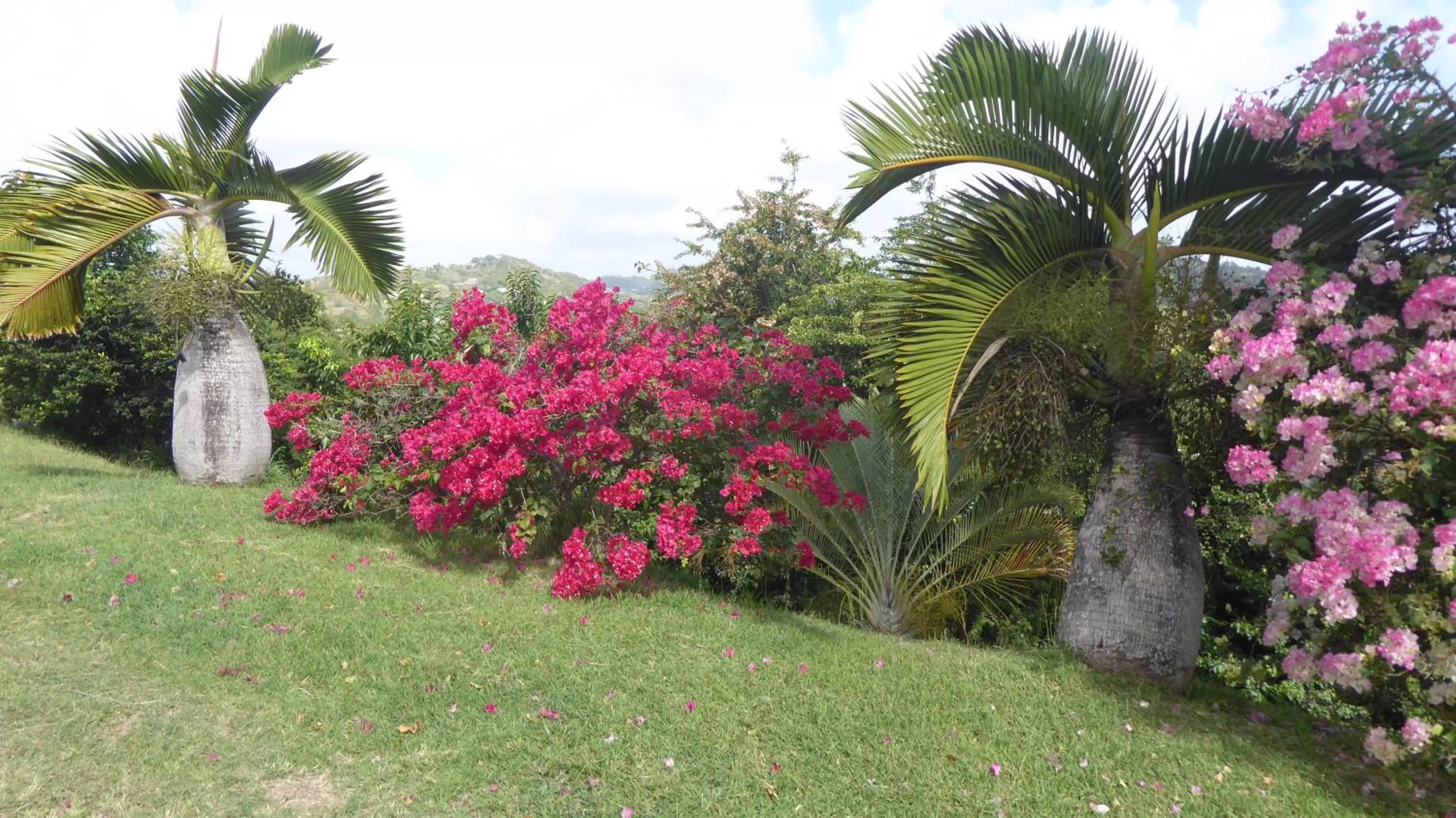 View (from property/room), Garden in Bed and breakfast Riviere